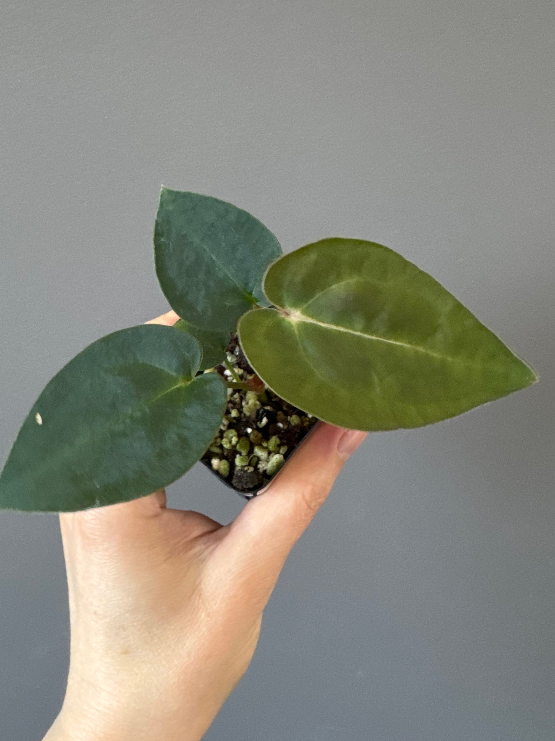 Anthurium (AOS x forgetii) x (NSE Red Crystallinum x Carlablackiae)