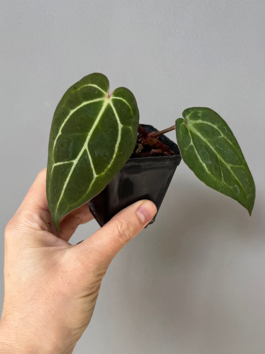 NSE Red Crystallinum x Carlablackiae (blister variegated) Clone/Ableger