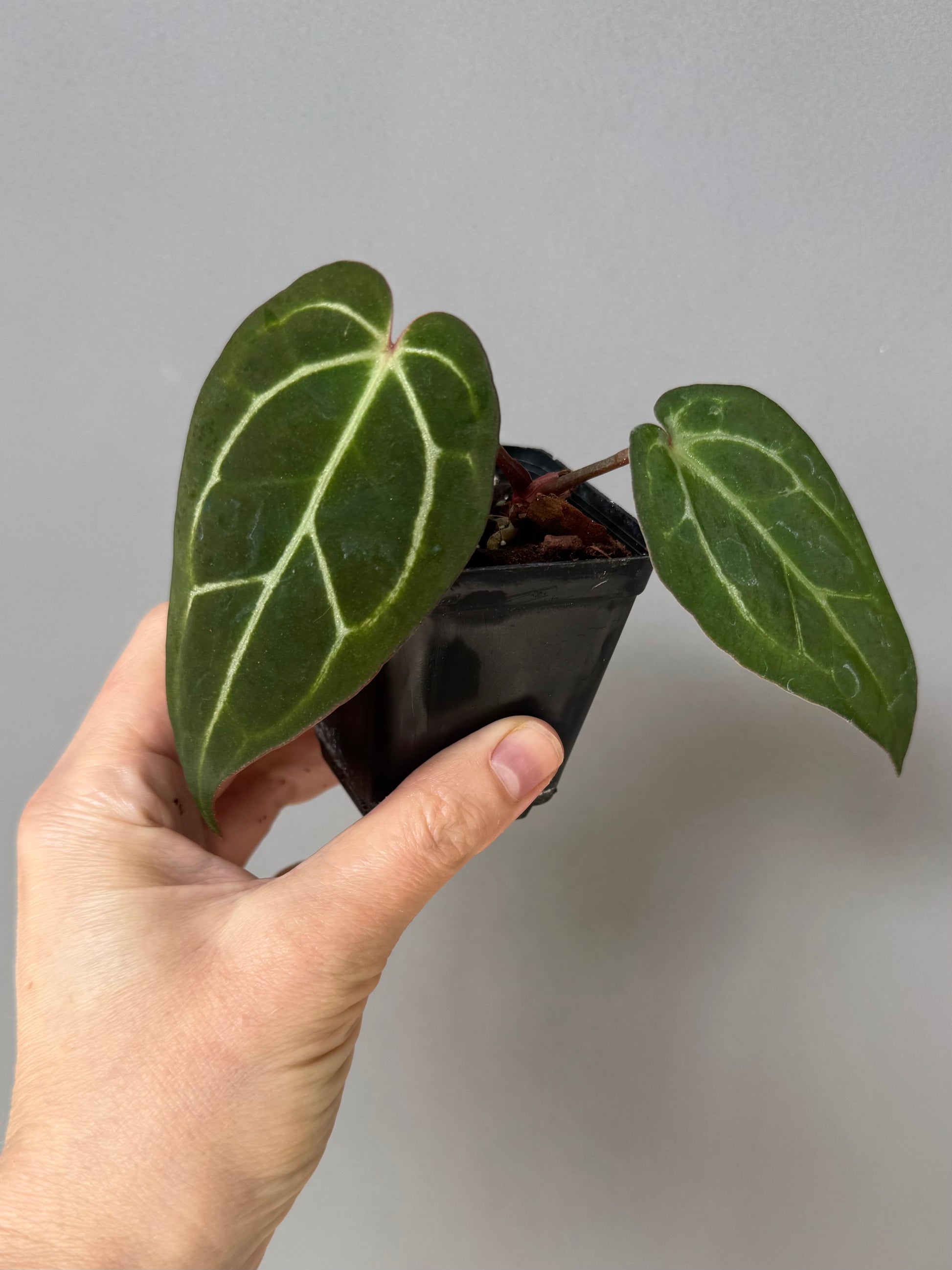 NSE Red Crystallinum x Carlablackiae (blister variegated) Clone/Ableger
