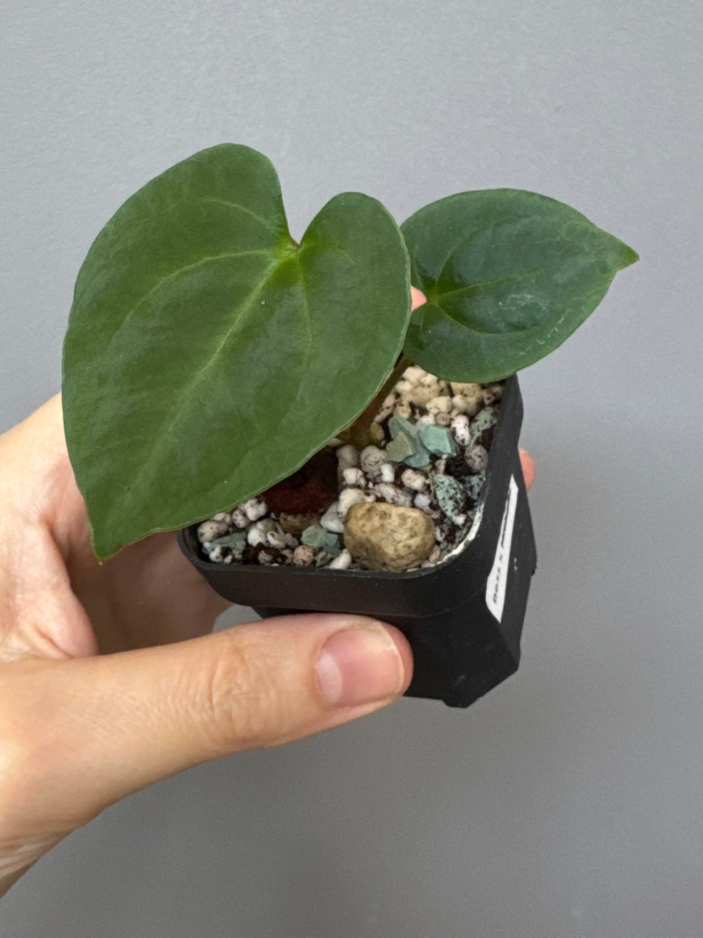 Anthurium Besseae aff. x RVDP