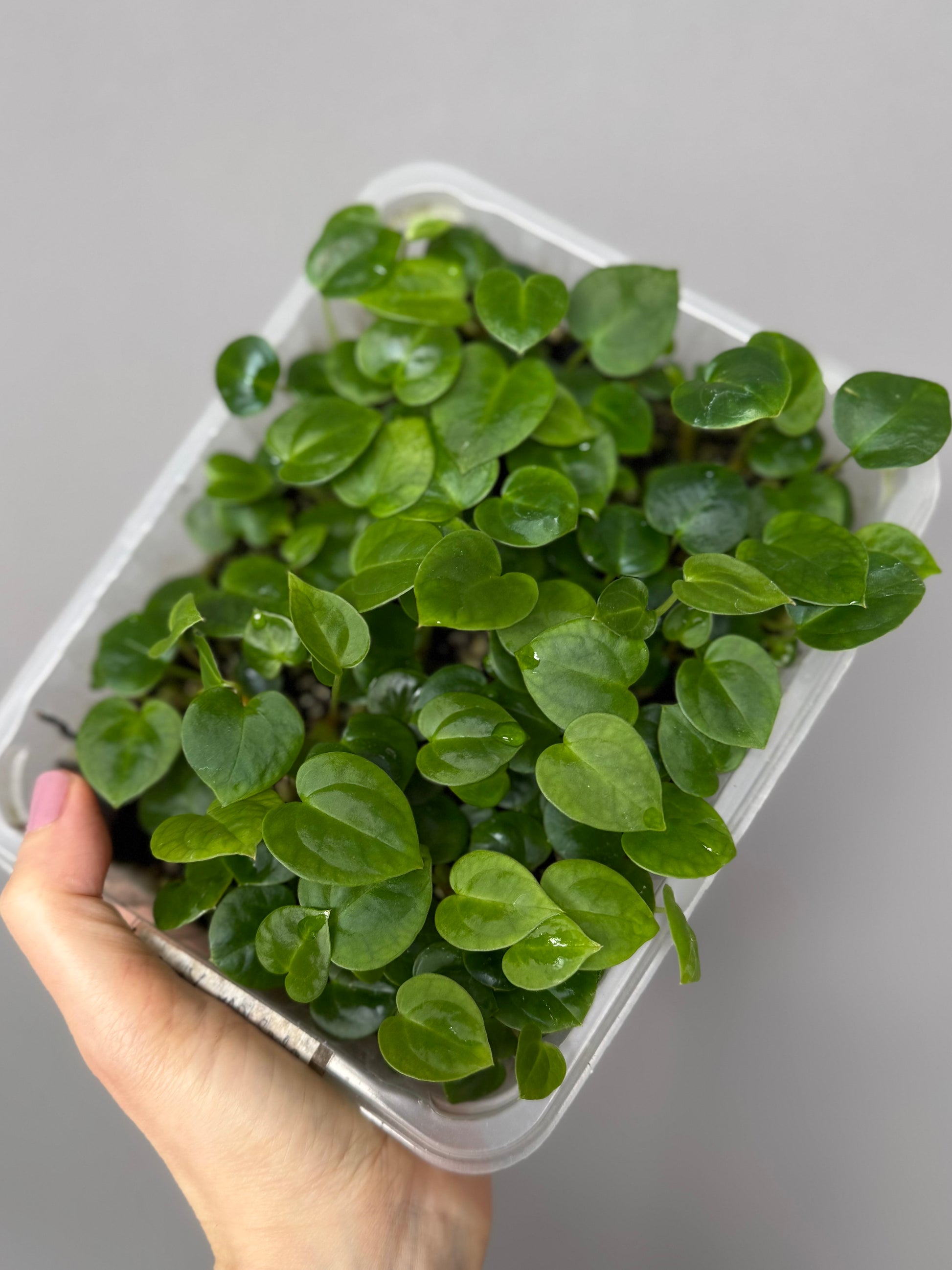 Forgetii Hybrid x  (AOS x Carlablackiae) - one leafer