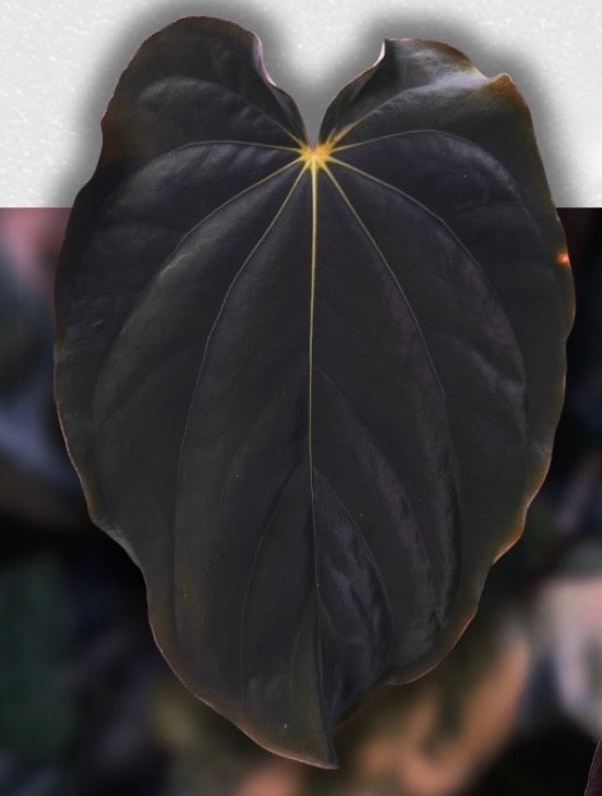 Anthurium BVEP ,Velvet Dream, x ((round x Felix) x Felix) by thelonelysanctuary