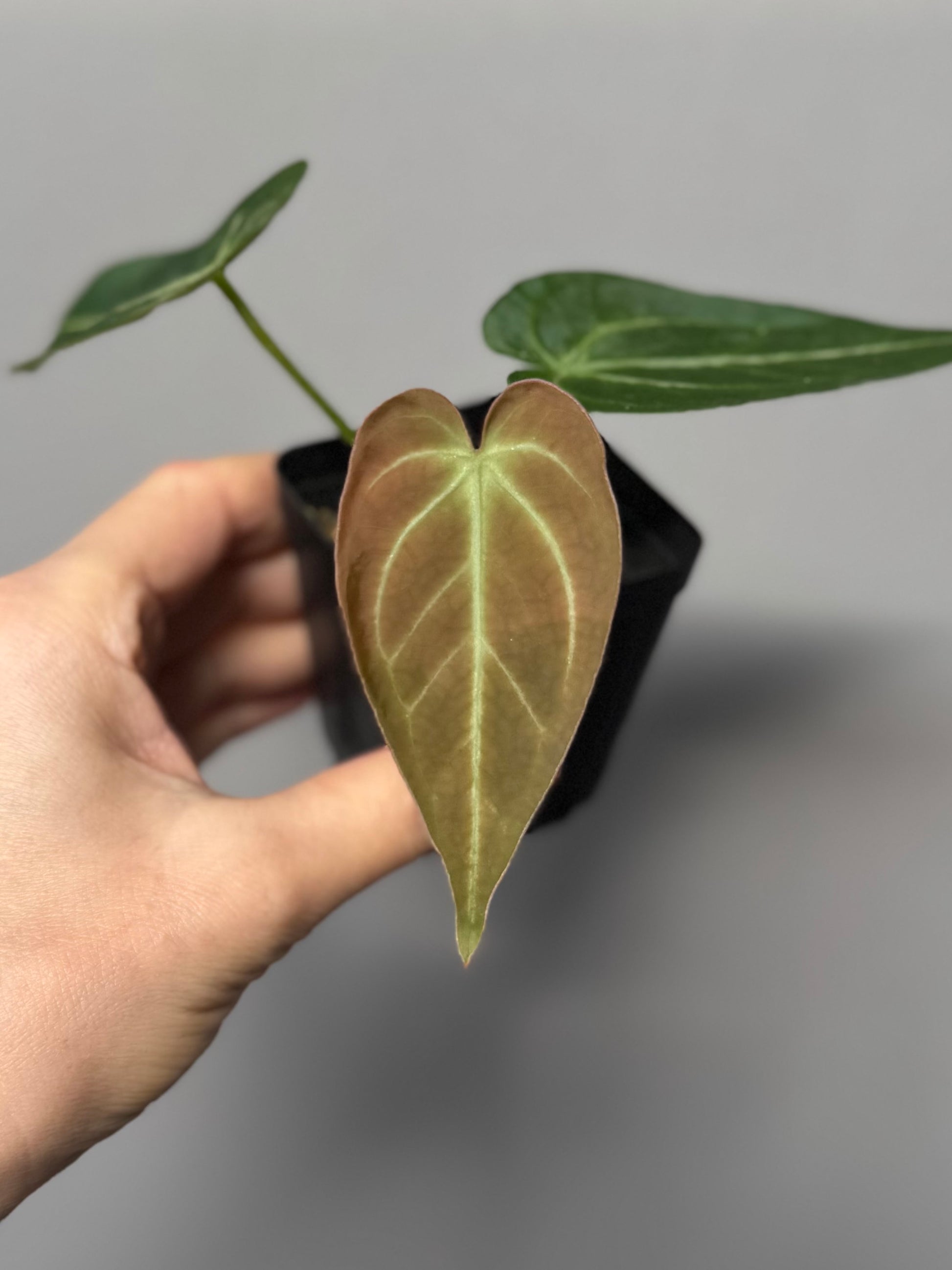 Anthurium magnificum