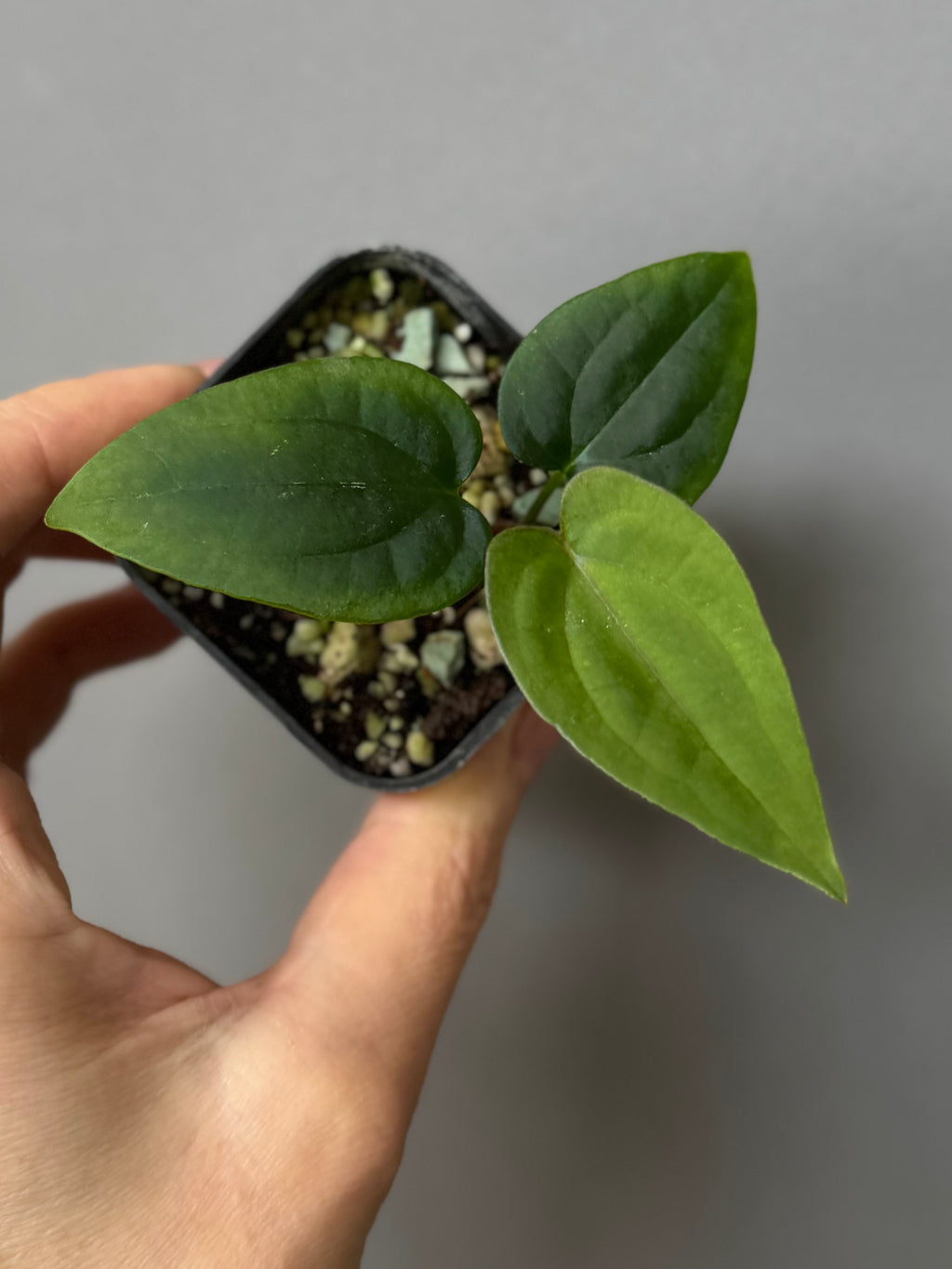 Anthurium ((RLxFS x Carla) x RVDP) xself