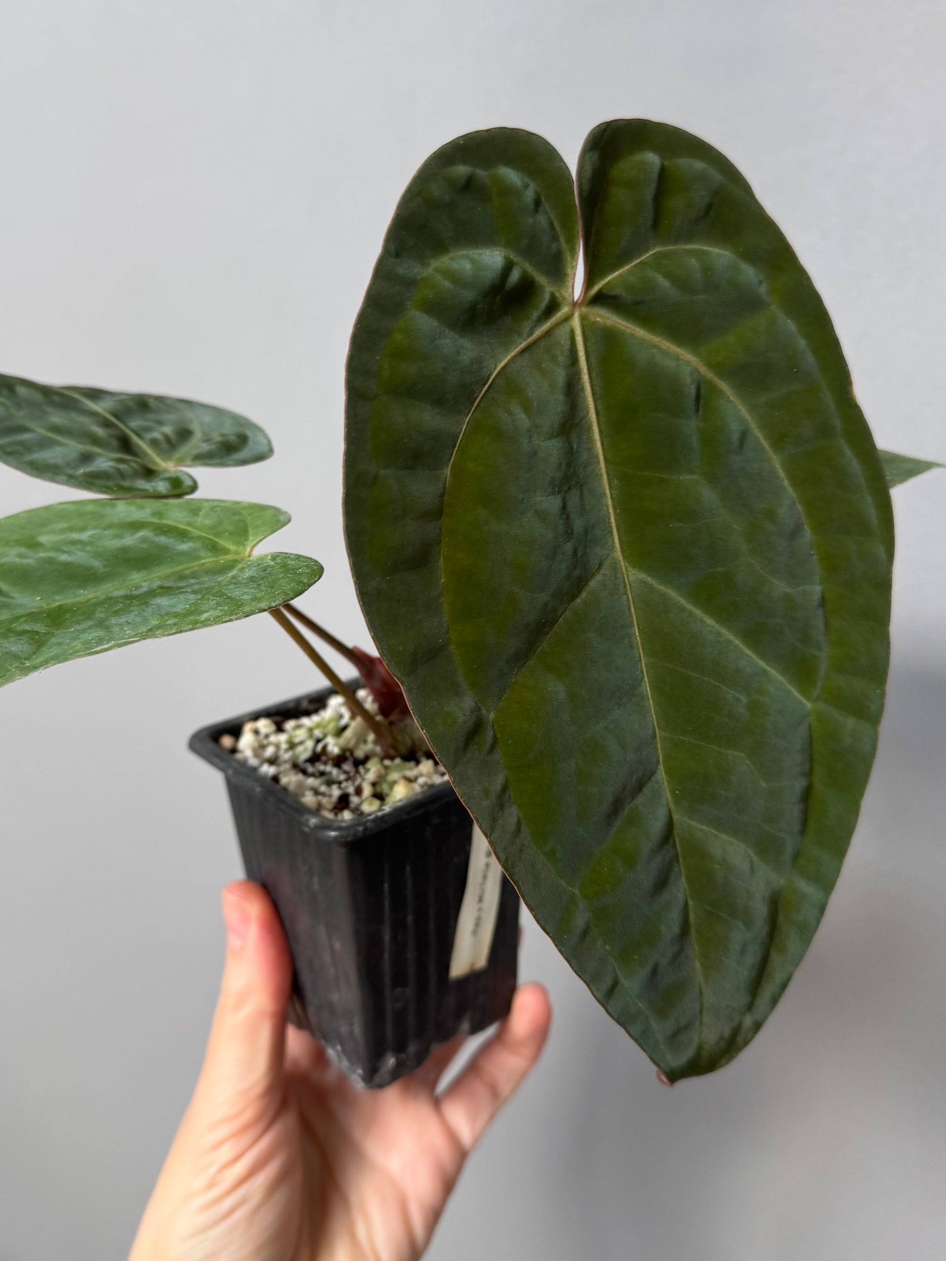 Anthurium papillilaminum x Michelle