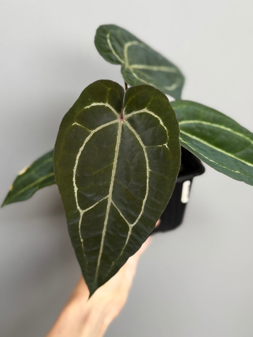 Anthurium M x AOS dfxgf