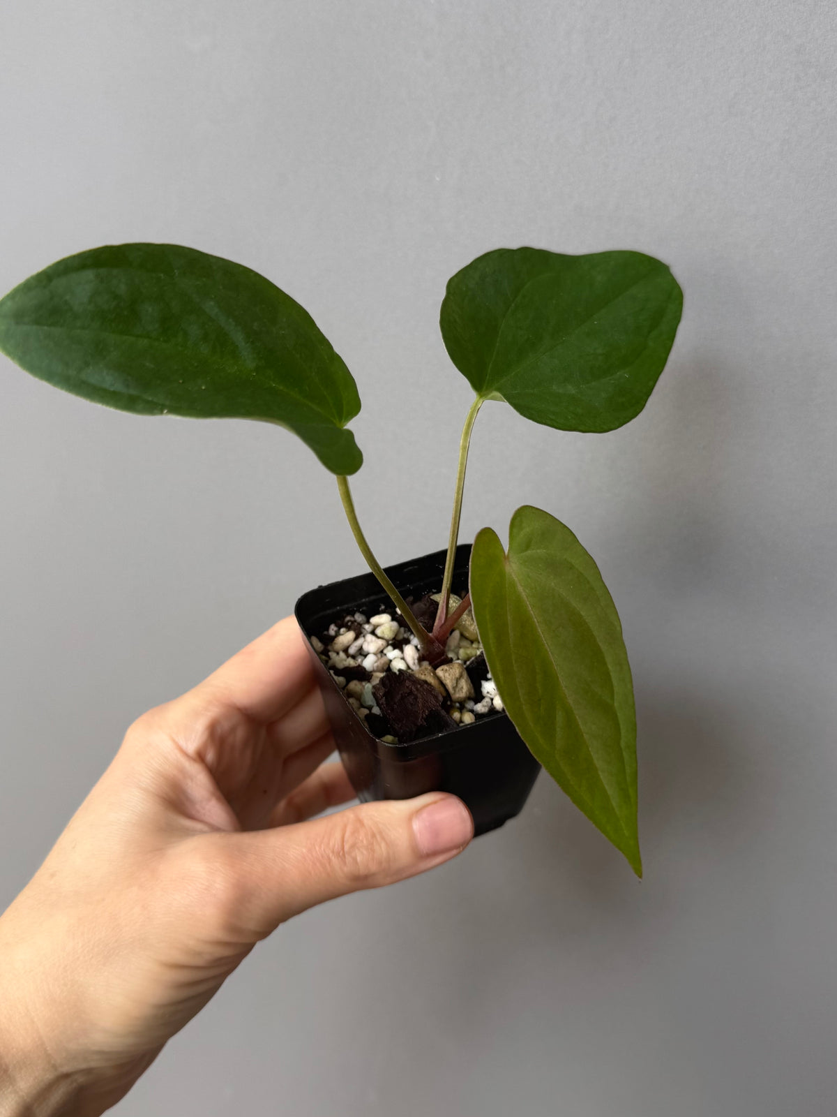 Anthurium magnificum x BVEP OG1 (#4)
