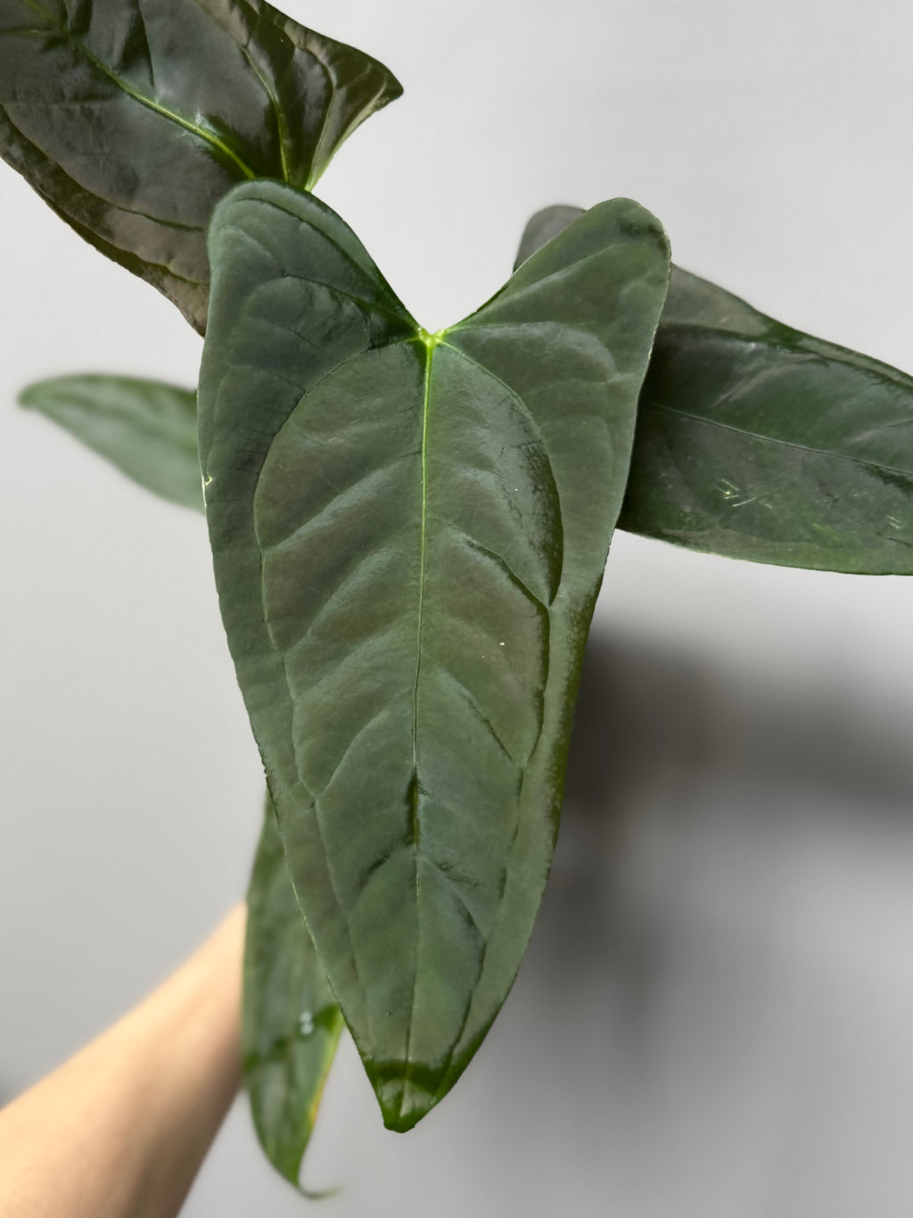 Anthurium (Subsignatum x Pap Marie) x (portillae Dorito x RLFS) (#2)
