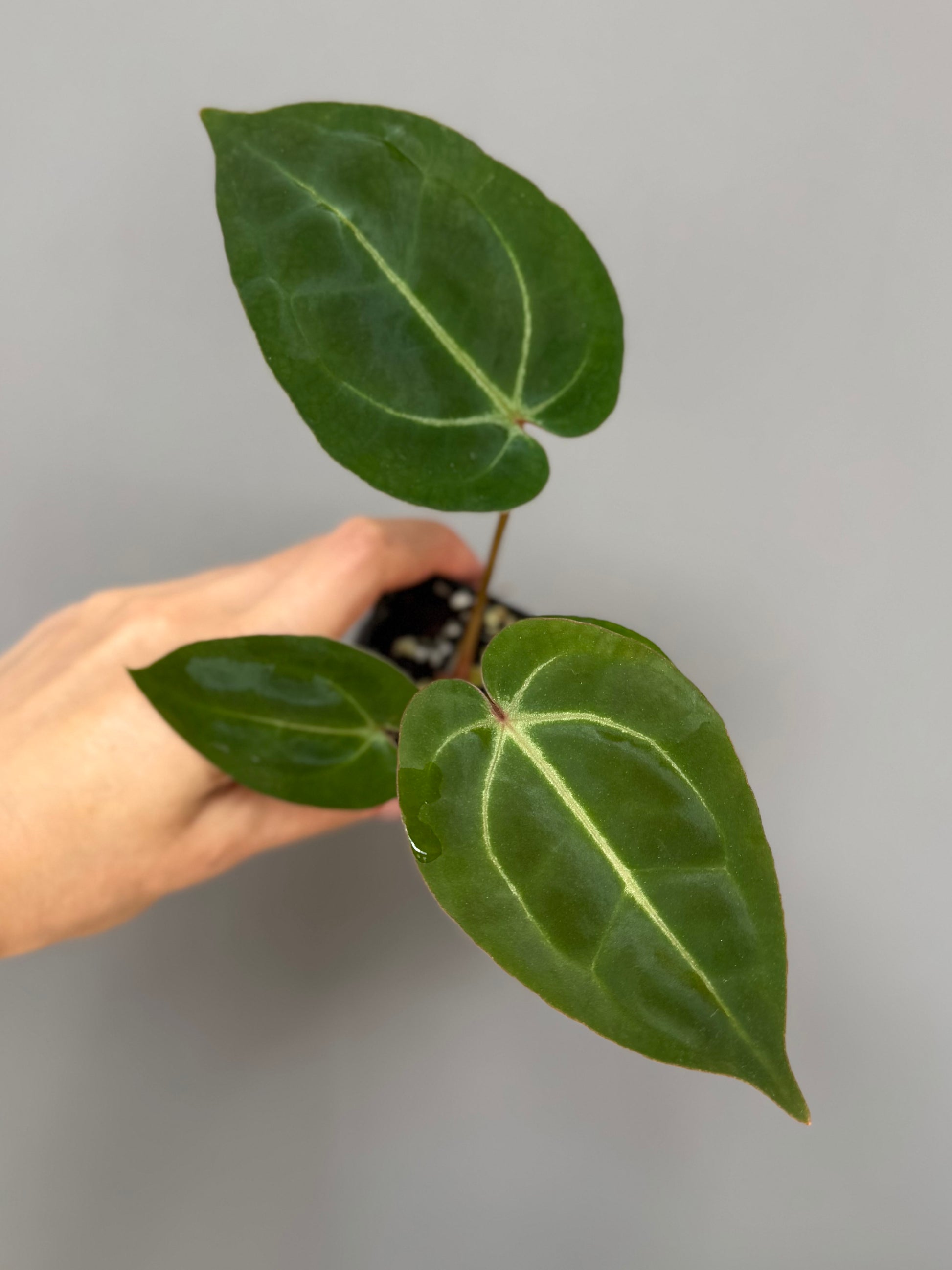 Anthurium Besseae aff. x M - Plant A