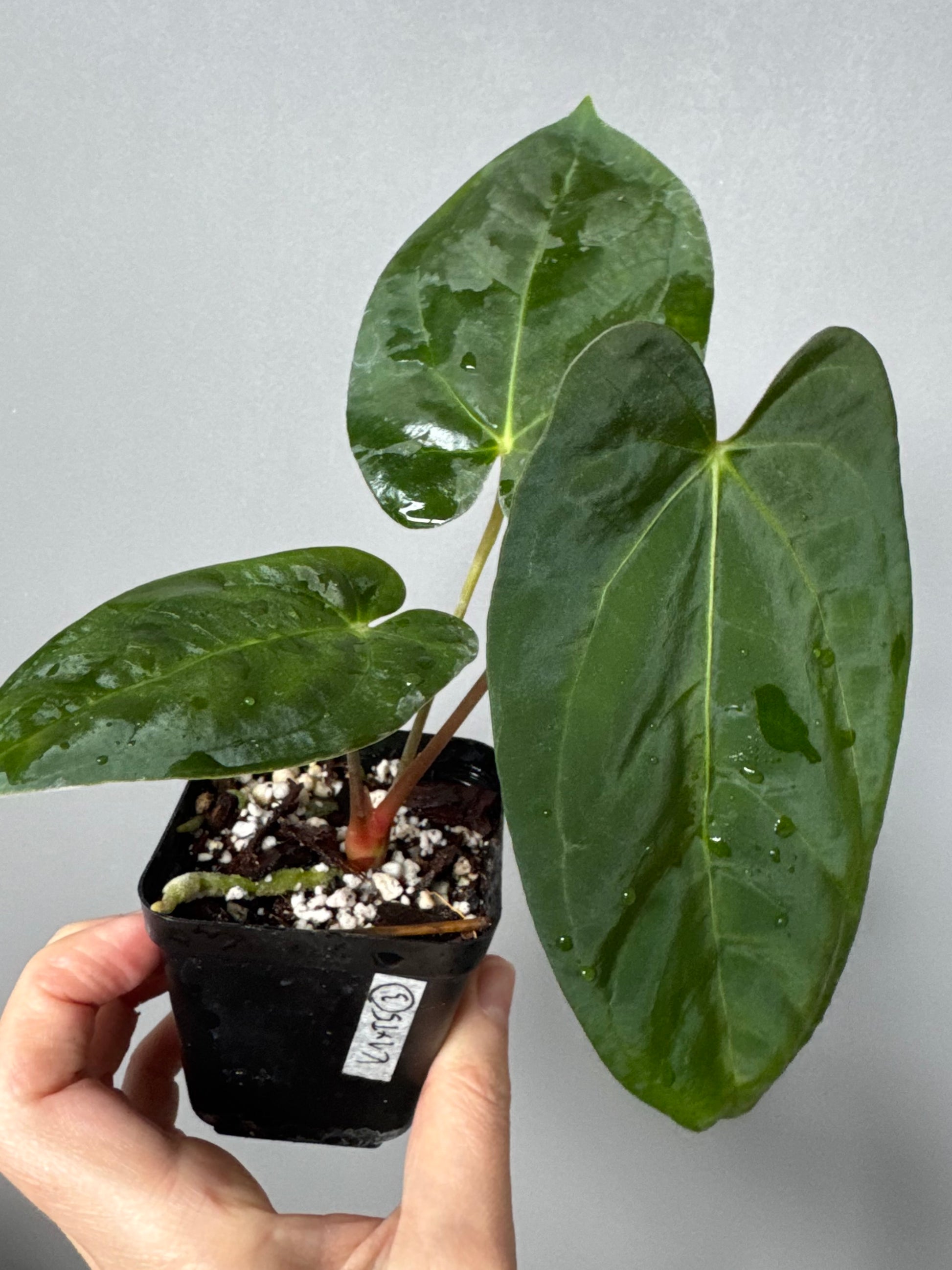 Papillilaminum K1xT5 #3