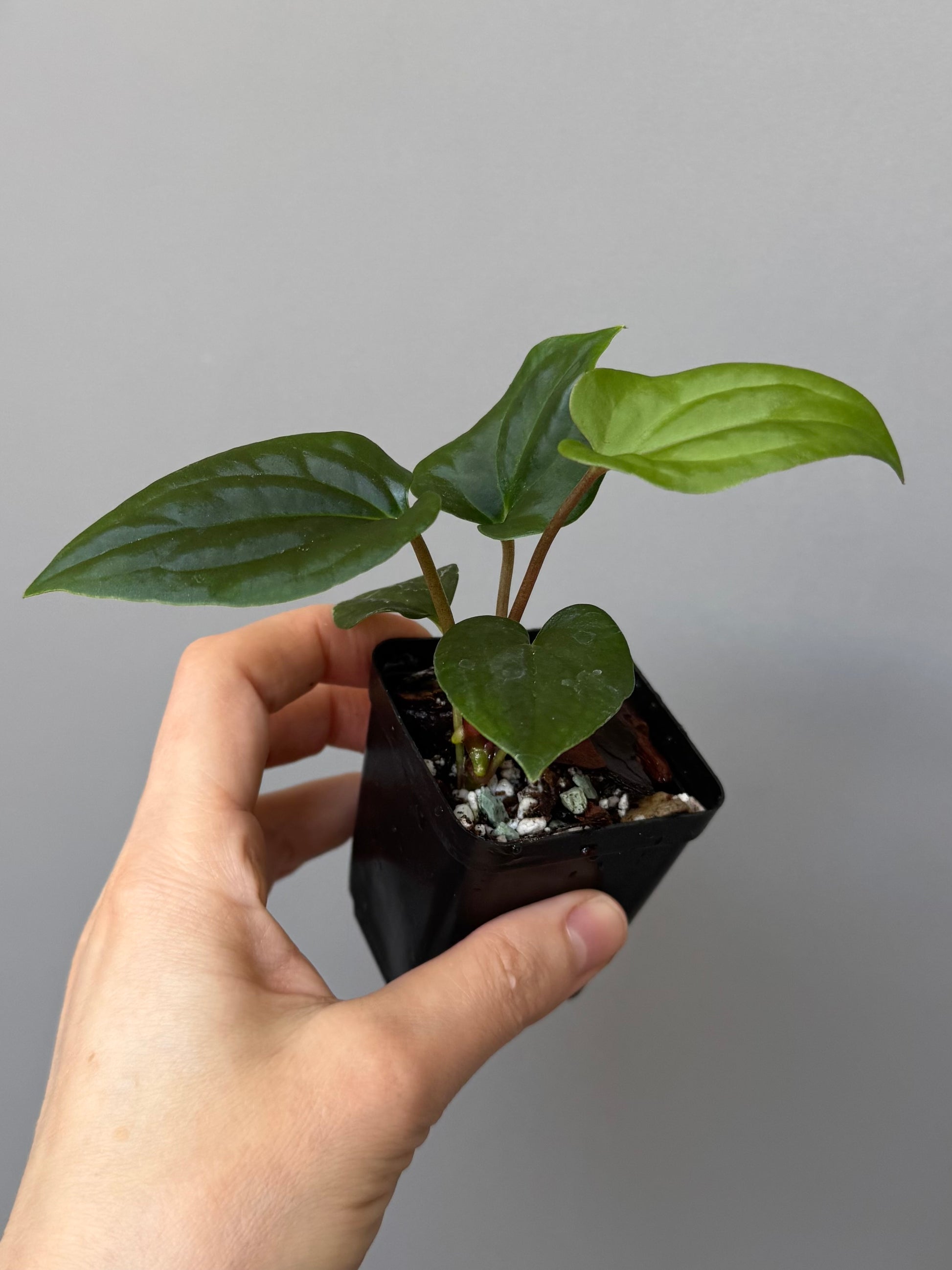 Anthurium ((BVEP x Portillae Dorito) x (Dark Phoenix x Goliath)) x (Fort Sherman x RVDP)