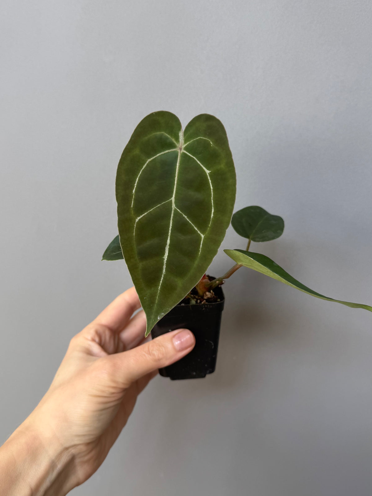 Anthurium (AOS x forgetii) x (NSE Red Crystallinum x Carlablackiae)