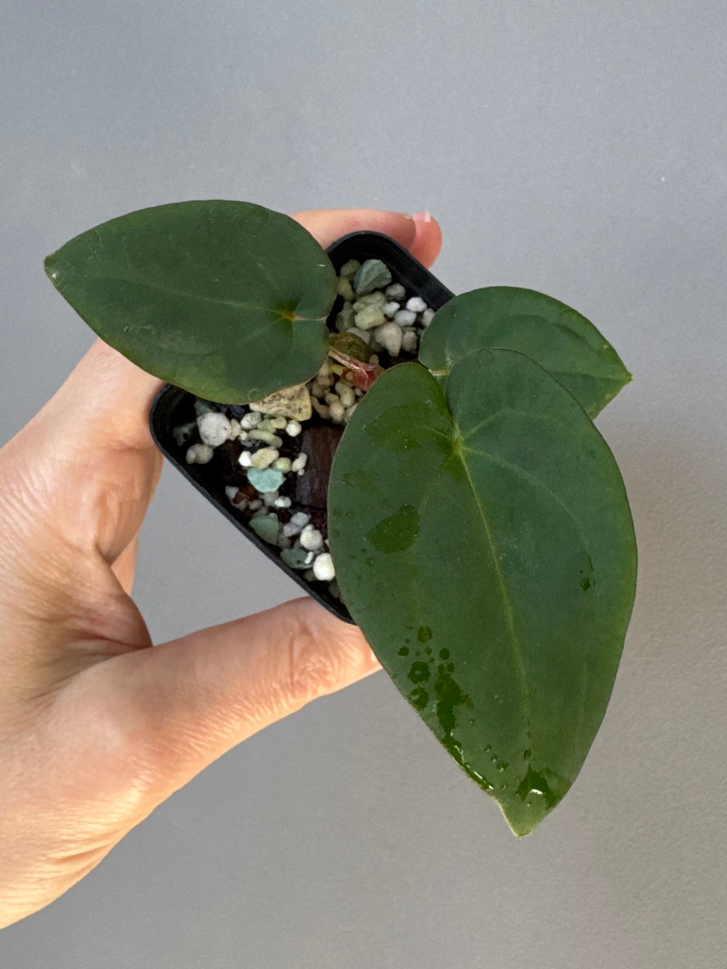 Anthurium (Crystallinum chocolate x BVEP) x BVEP OG1