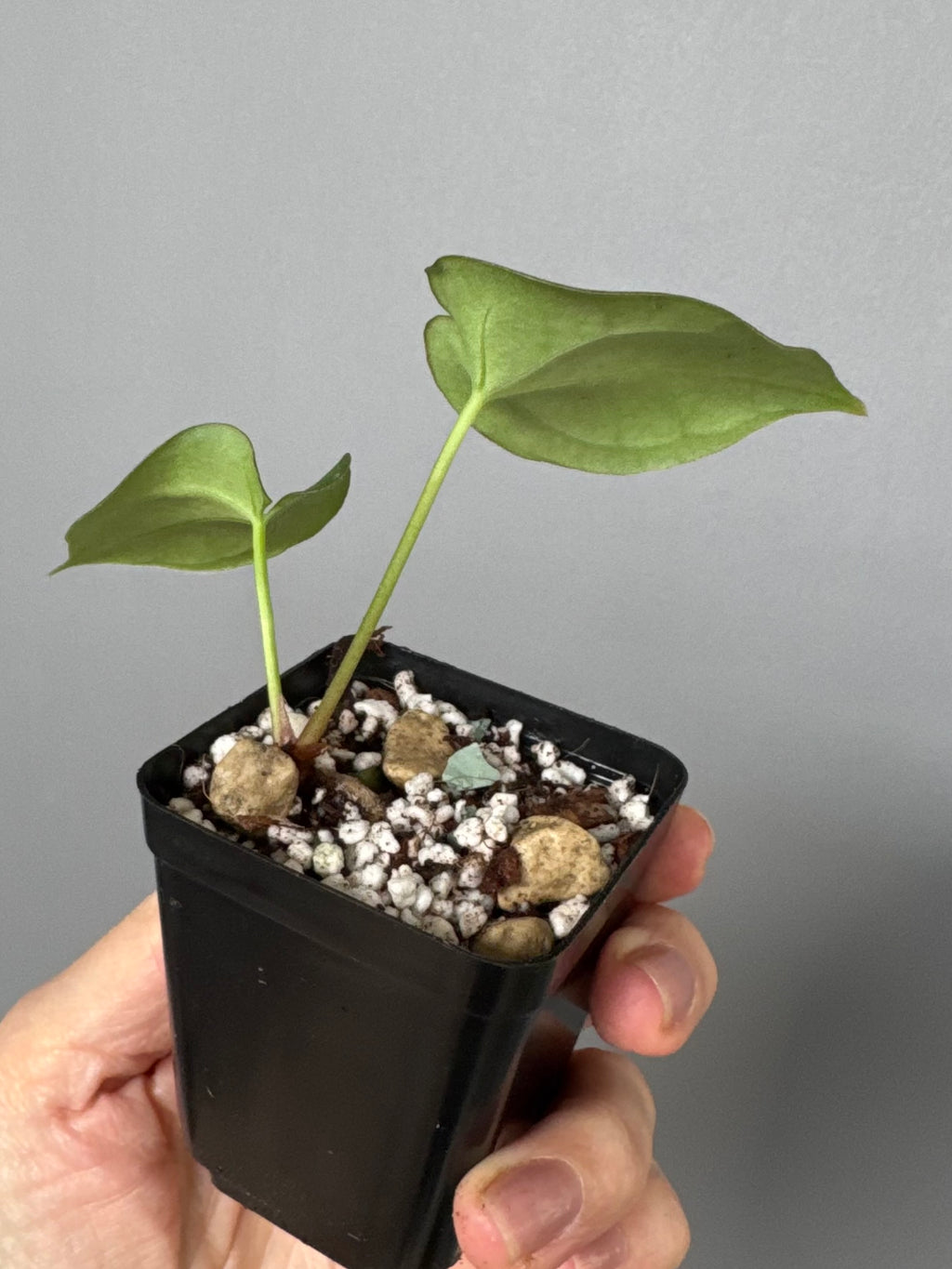 Anthurium forgetii x (besseae black x BVEP)