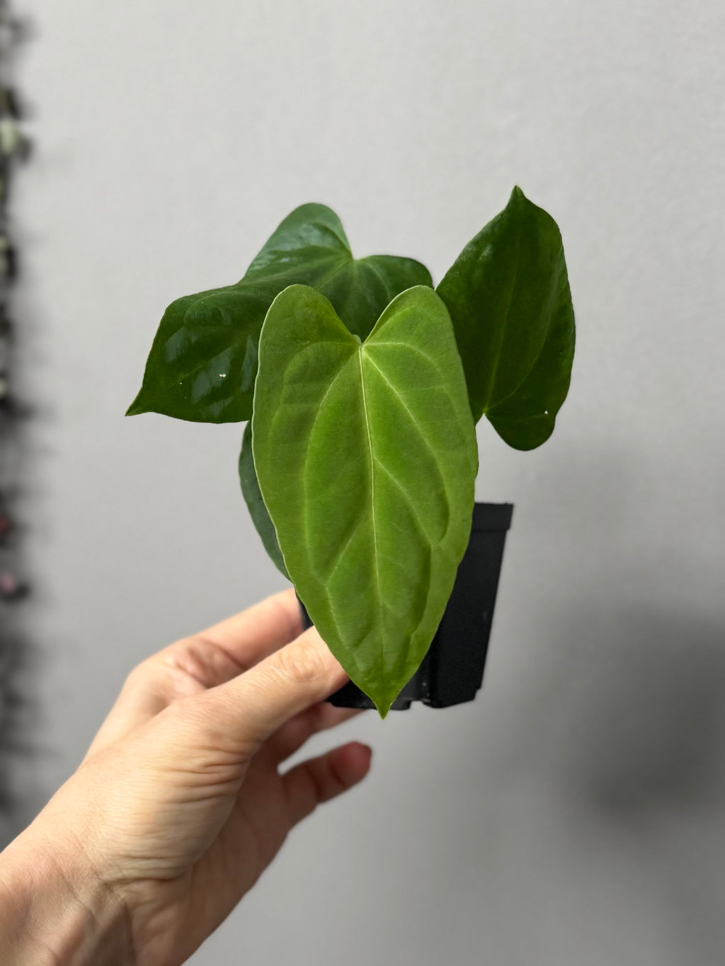 Anthurium (NoID x Papi Indo #2) x  (NoID x Papi Indo #1)
