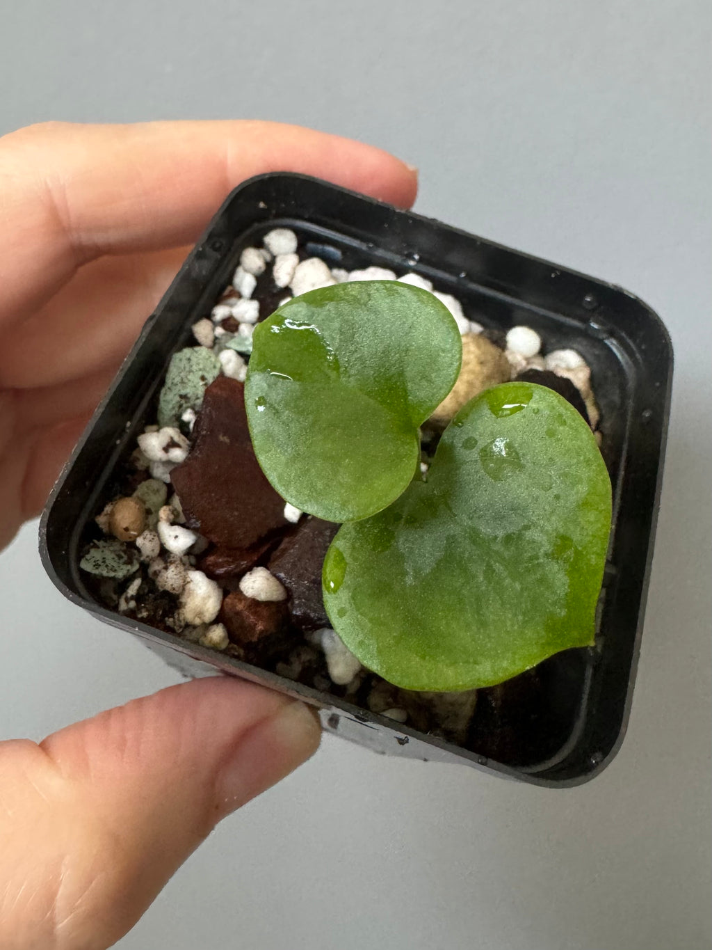 Anthurium ((Midnight Velvet x Red Studd) x NSE CarlaX) x diabloense (seedling #1)