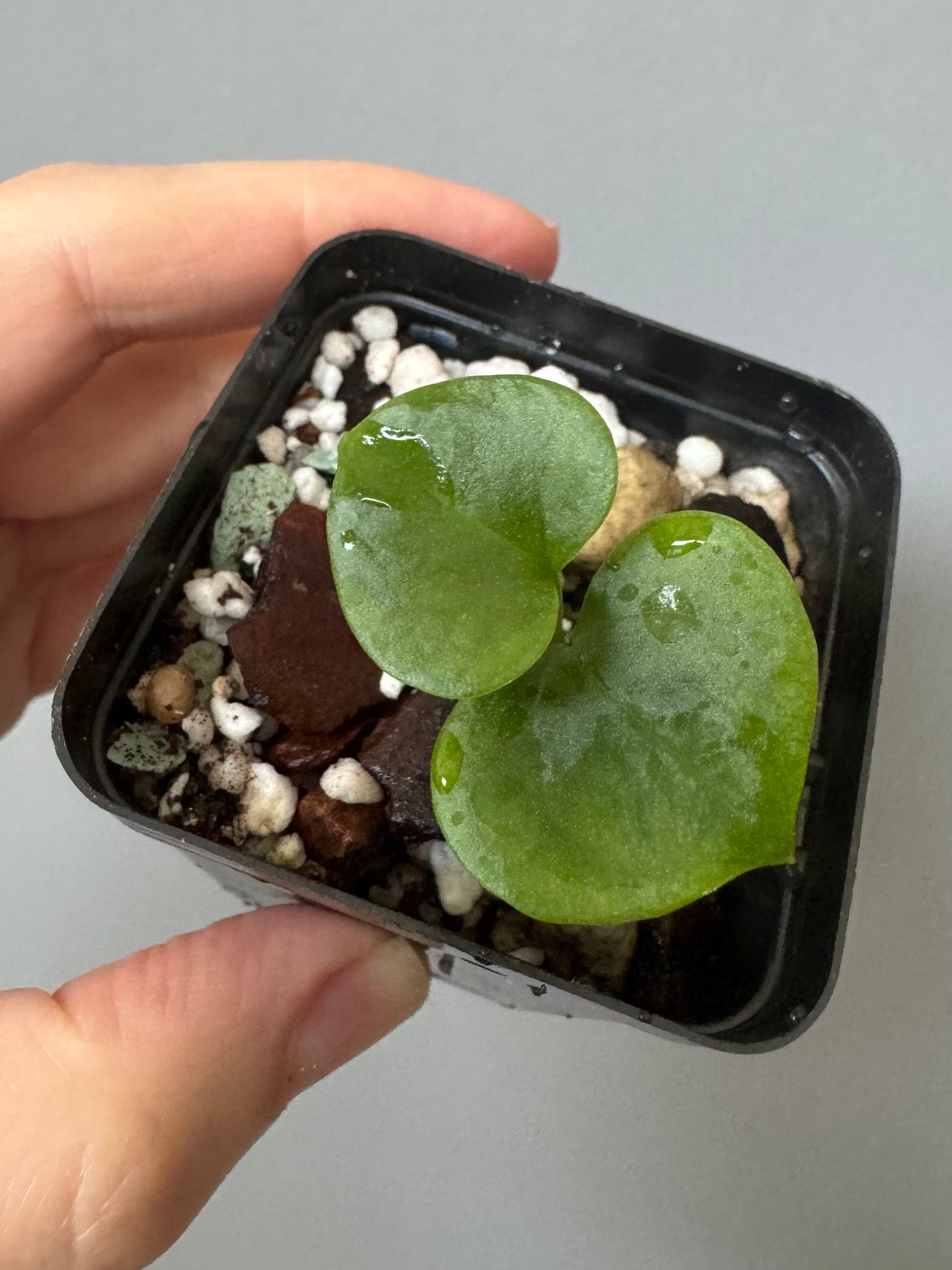 Anthurium ((Midnight Velvet x Red Studd) x NSE CarlaX) x diabloense (seedling #1)