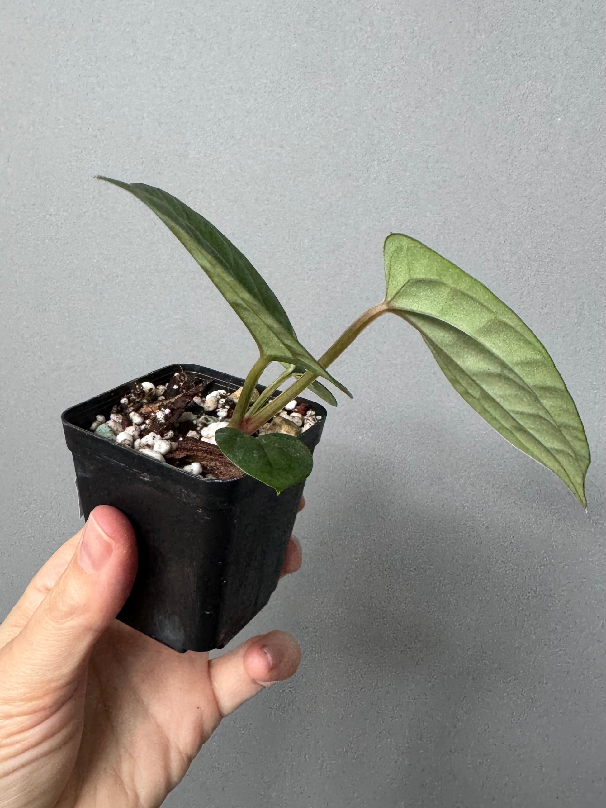 Anthurium ZxM x luxurians