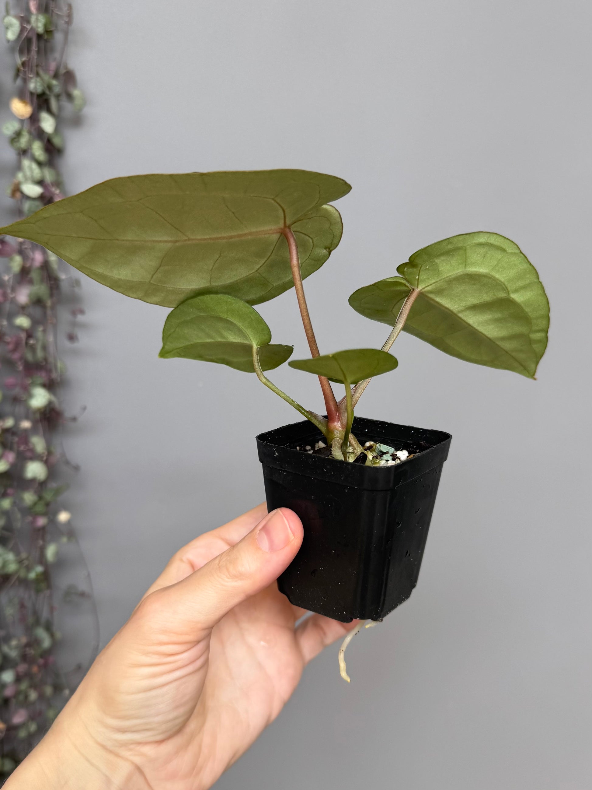 Anthurium (AOS x forgetii) x (NSE Red Crystallinum x Carlablackiae)