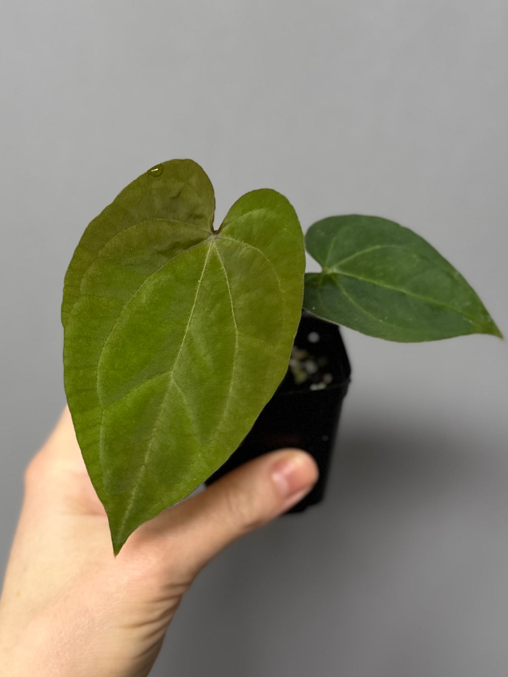 Anthurium Tezula AOS df x BVEP neon (Sarah/botanophile)