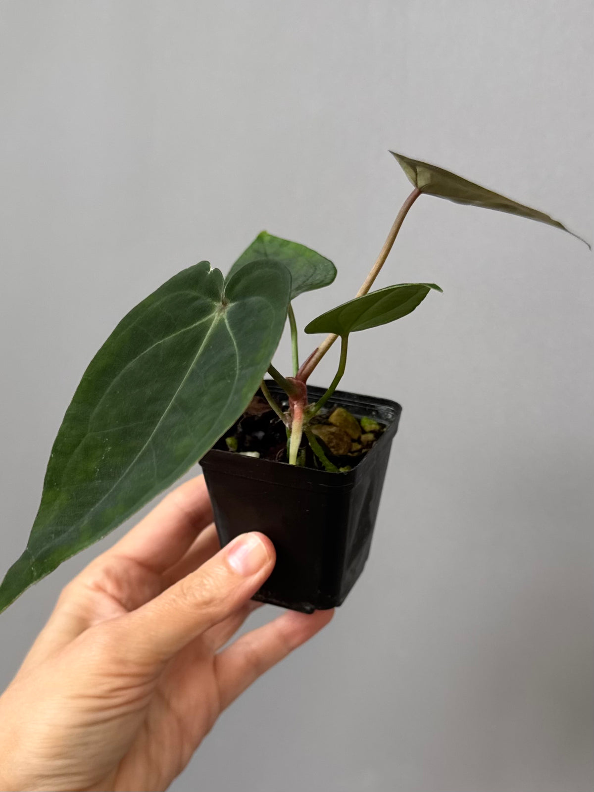 Anthurium SKG Silver x Carlablackiae Wu2 (by miss_aracea)