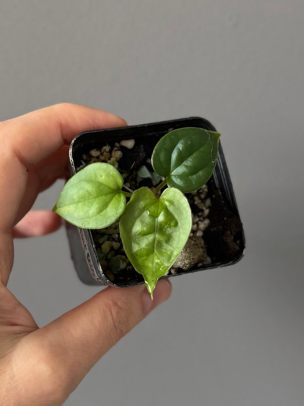 Anthurium (luxurians x forgetii) x besseae aff. (#1)