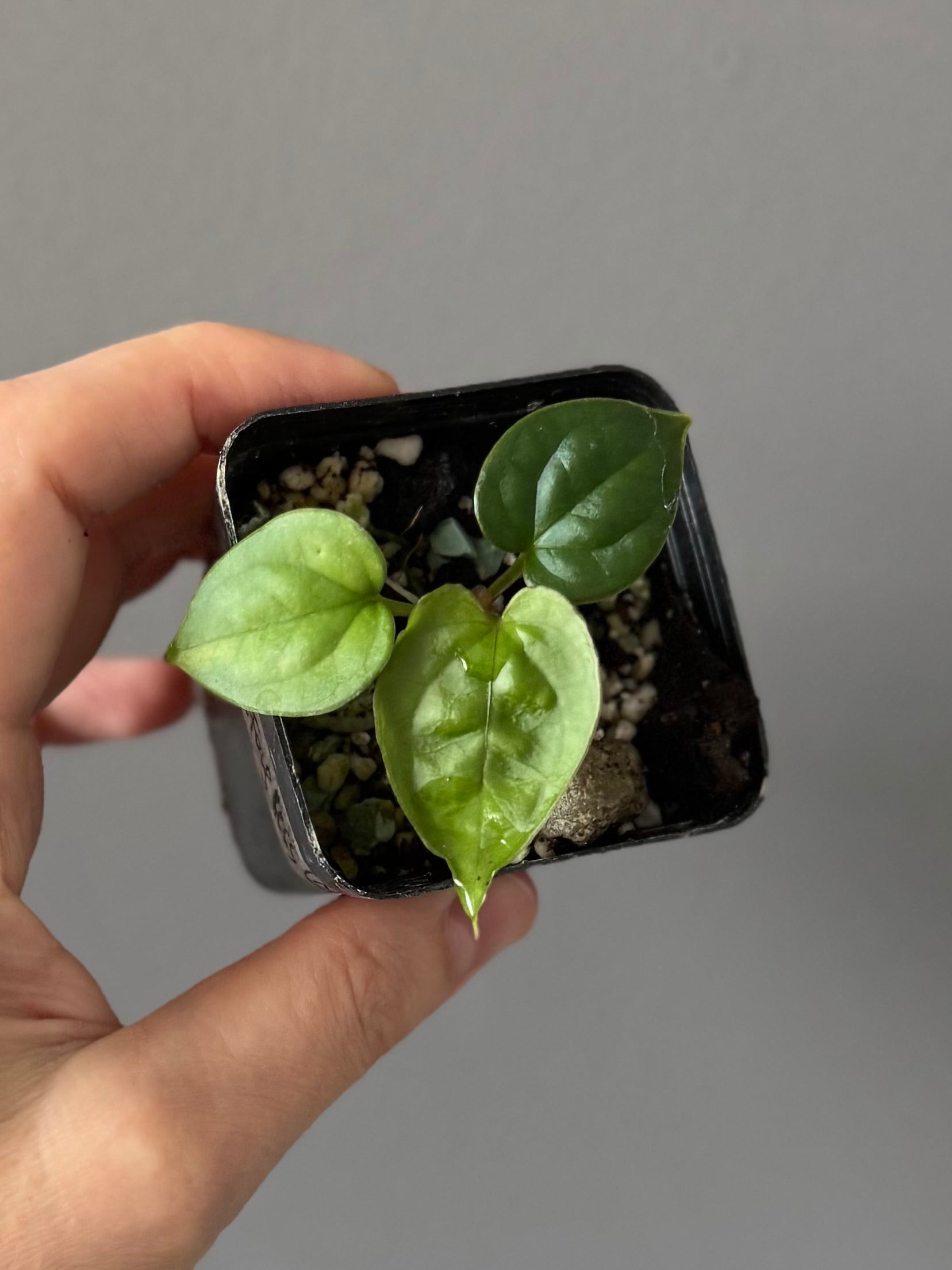 Anthurium (luxurians x forgetii) x besseae aff. (#1)