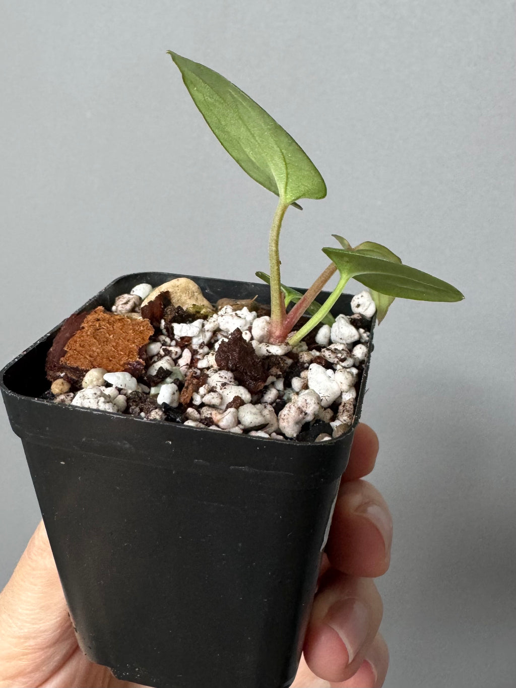 Anthurium kunayalense x King of Spades / KOS (oder luxurians)