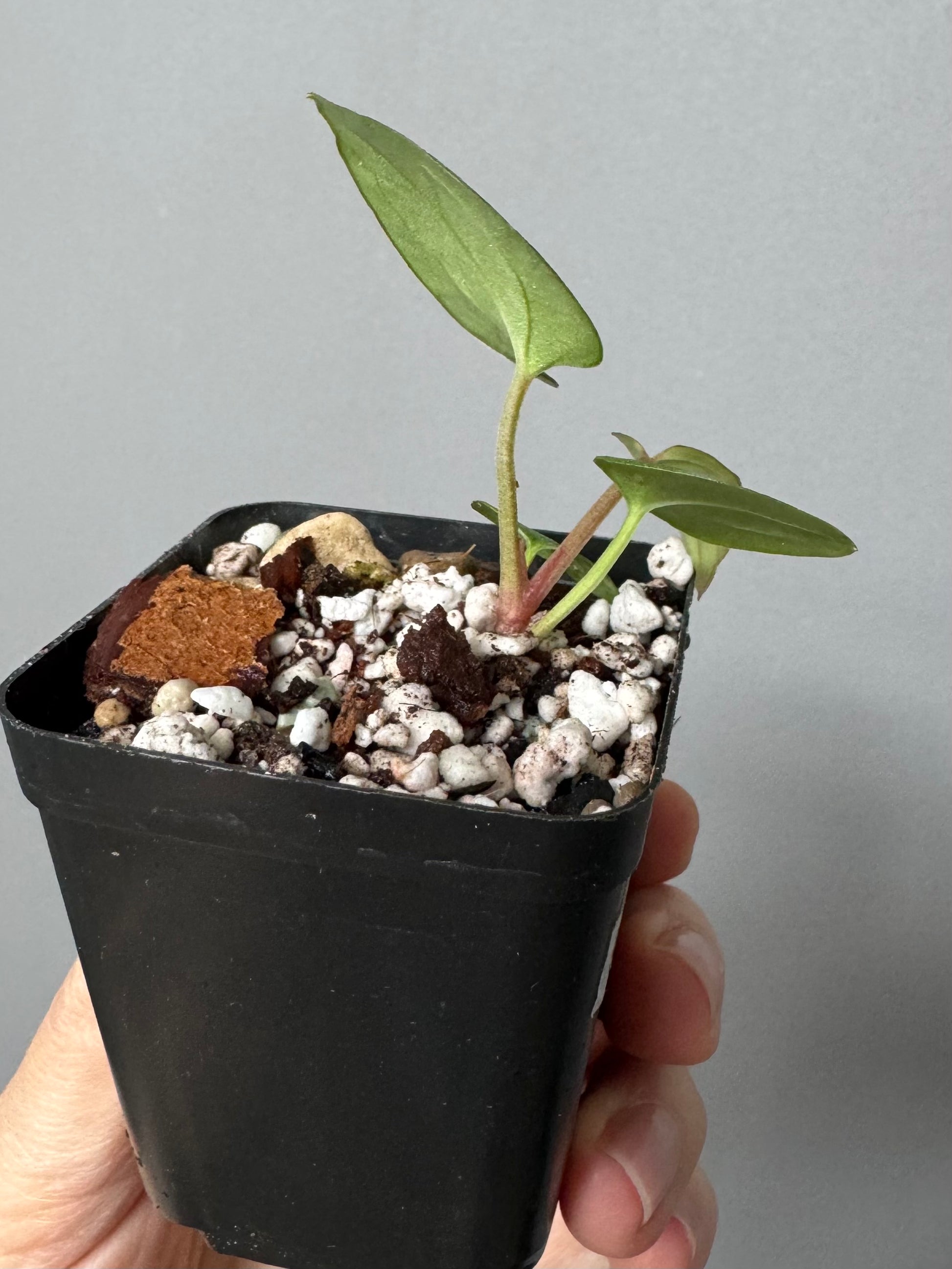 Anthurium kunayalense x King of Spades / KOS (oder luxurians)