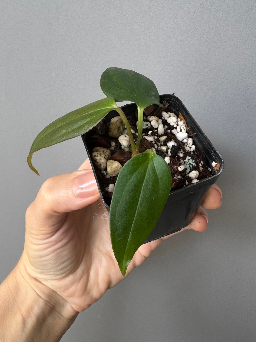 Anthurium Black War (Black Sweet x warocqueanum, von diamondplants_)