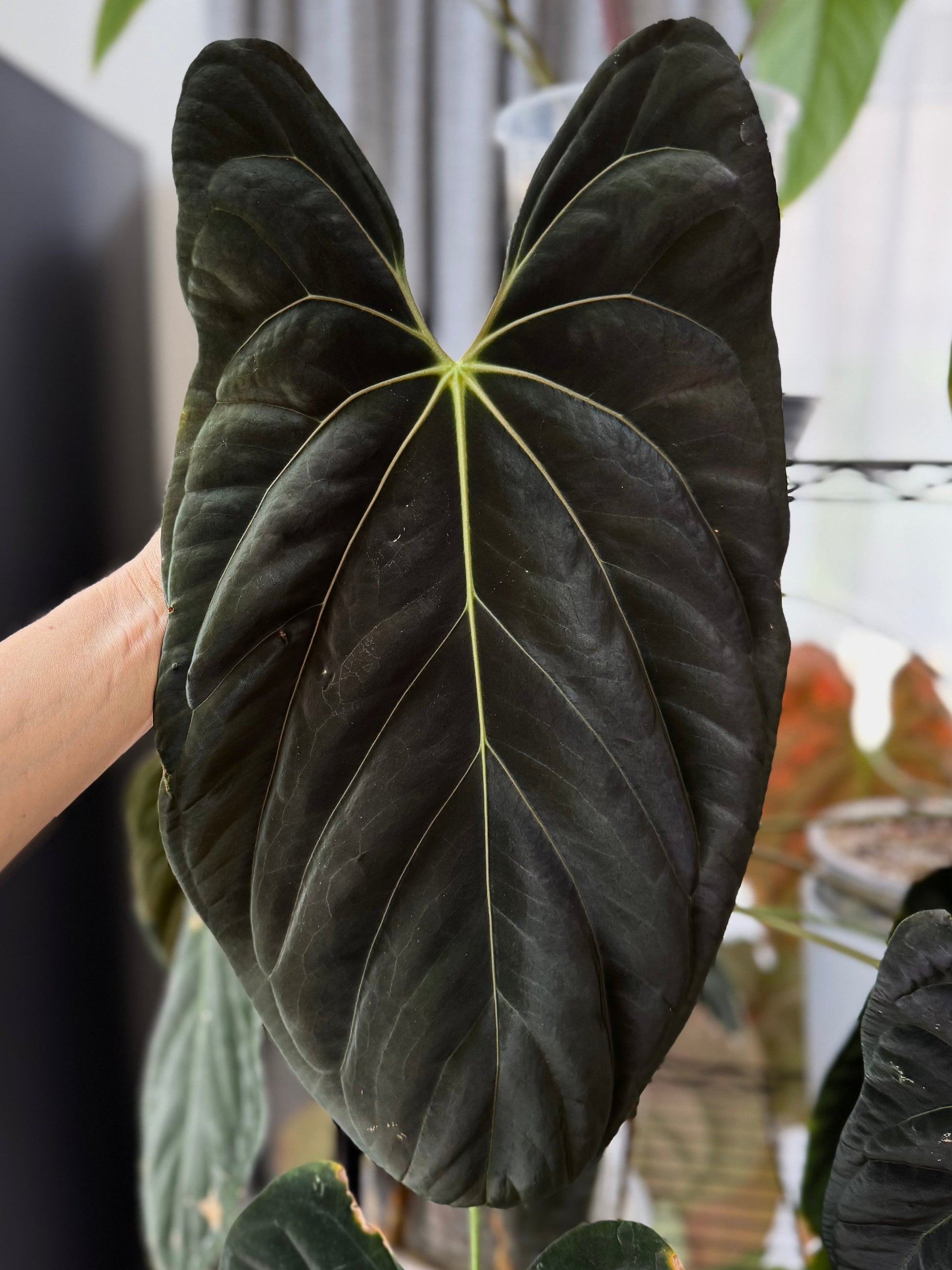 Anthurium ((BVEP x Dorito) x (Dark Phoenix x Goliath)) x (BVEP RF1xDark Star)