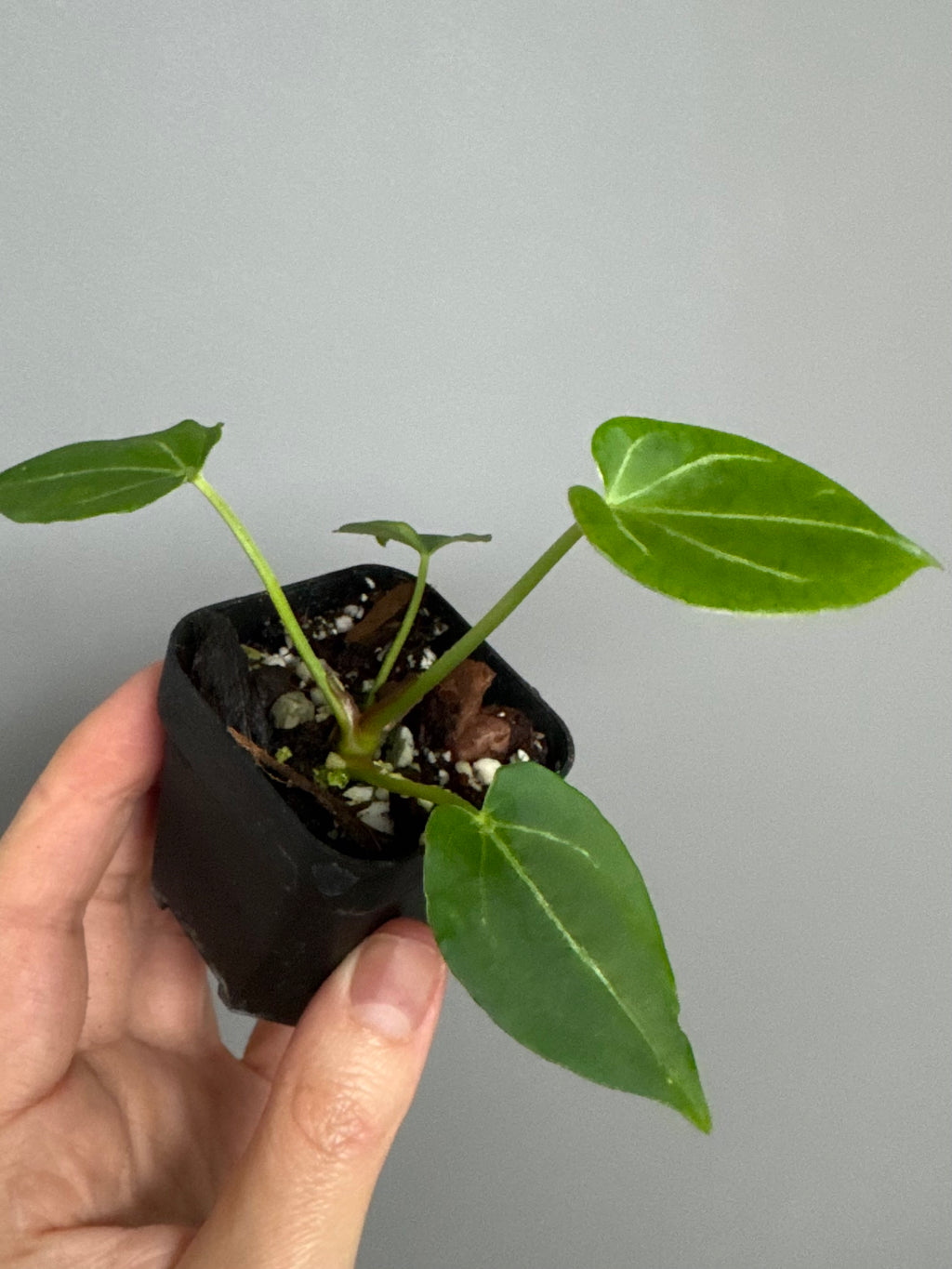 Anthurium (Papillilaminum x forgetii) X Crystallinum Silver