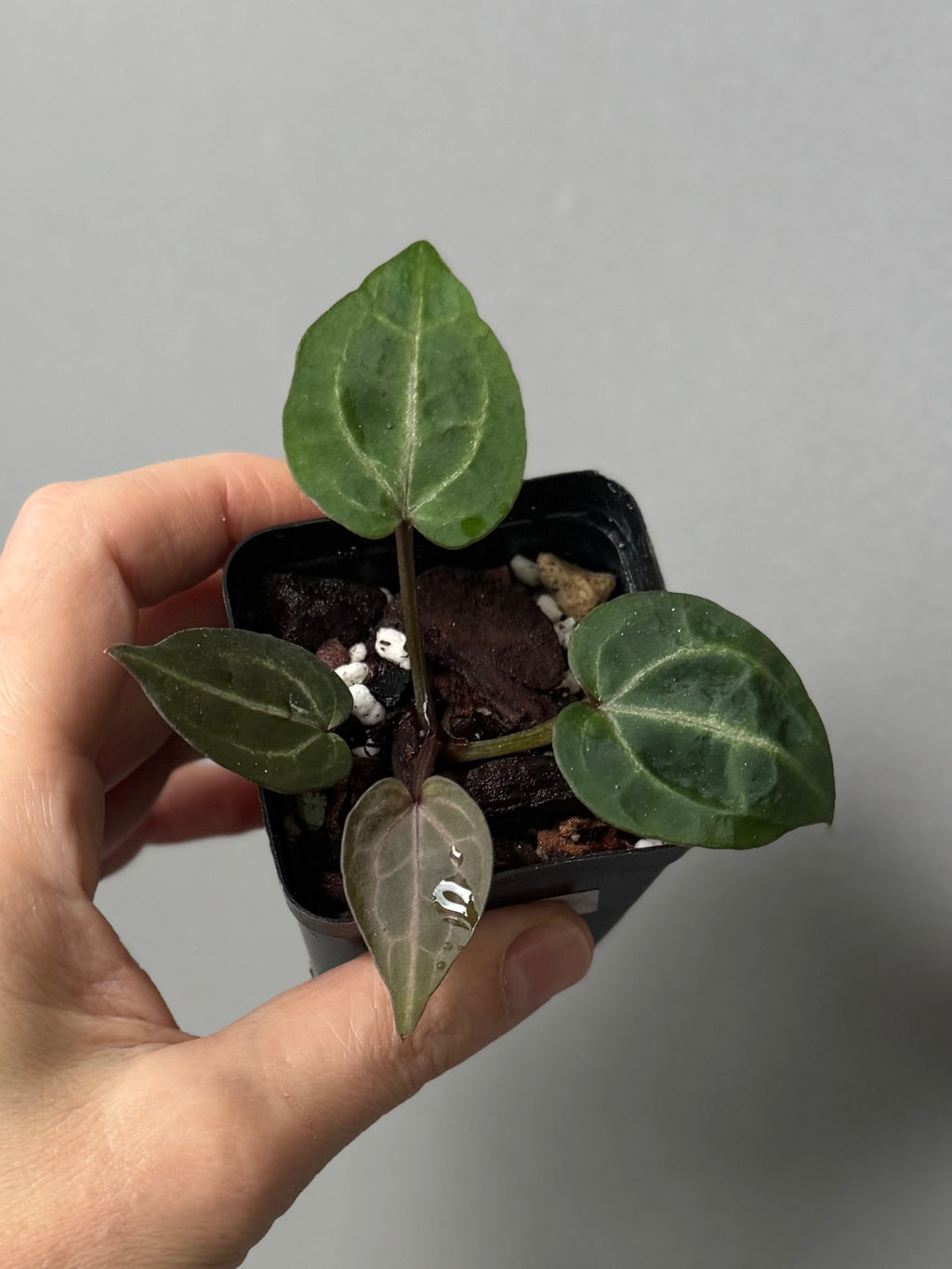 Anthurium Crystallinum Select Color x Michelle