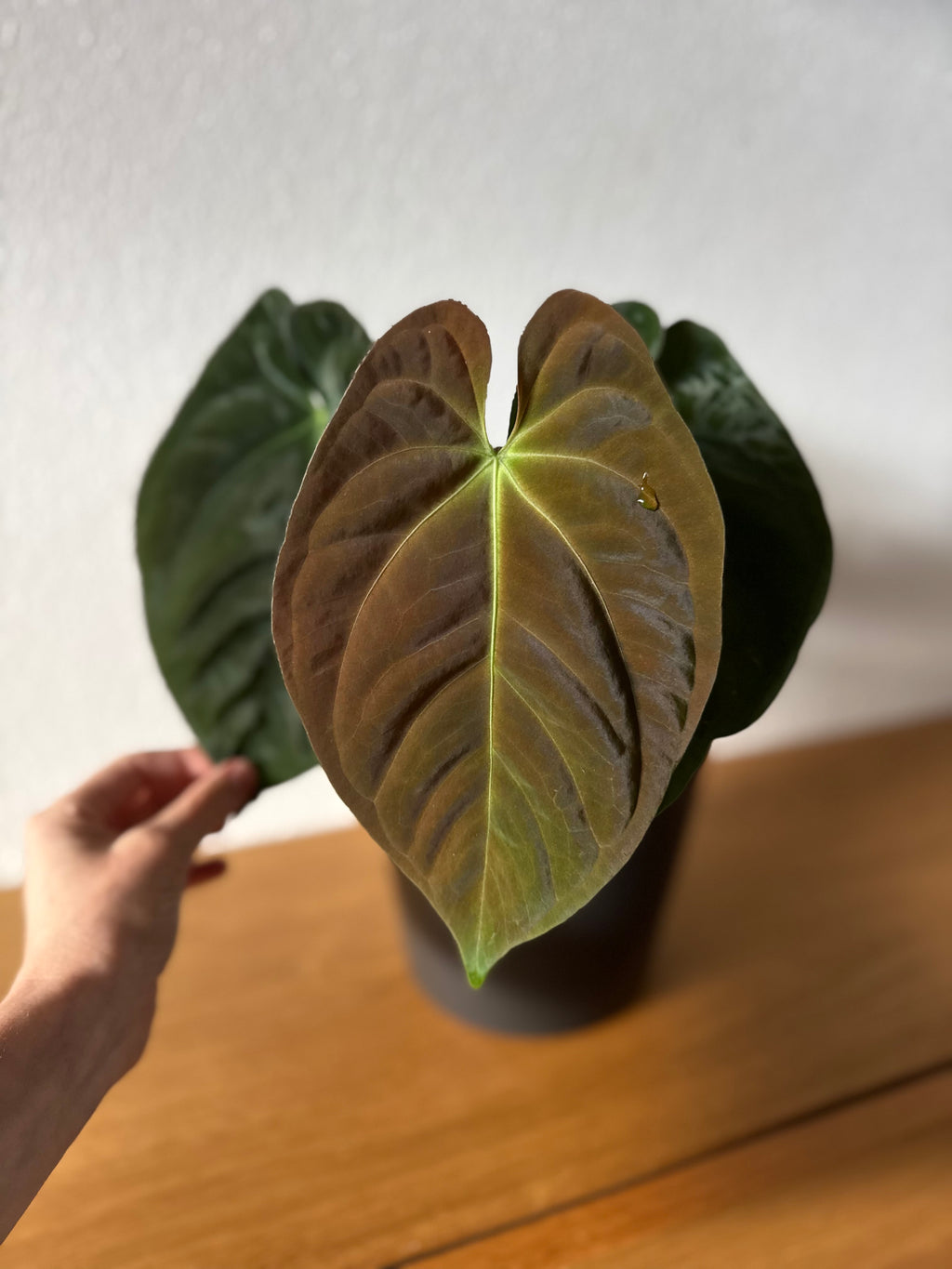 Anthurium Papillilaminum round x Darkest Panama