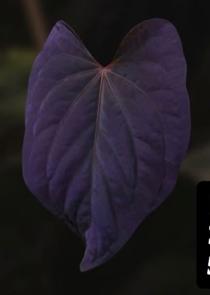 Anthurium (BVEP x Kuna) x (BVEP RxF x F) by thelonelysanctuary