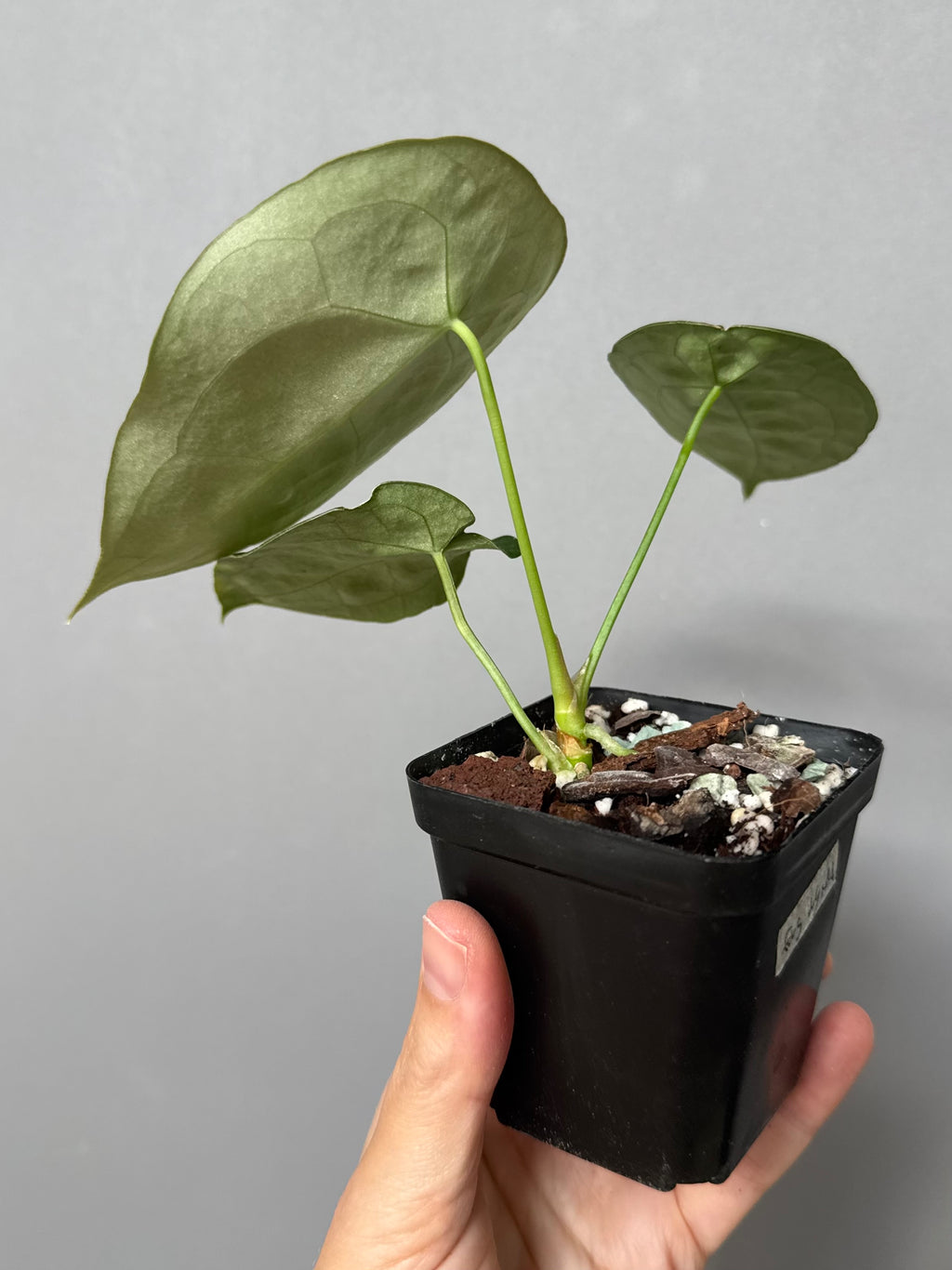 Anthurium forgetii (White Stripes x Dark Form)
