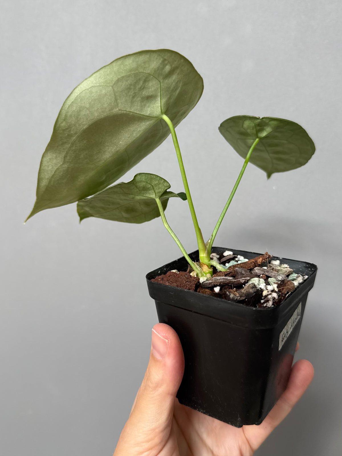 Anthurium forgetii (White Stripes x Dark Form)
