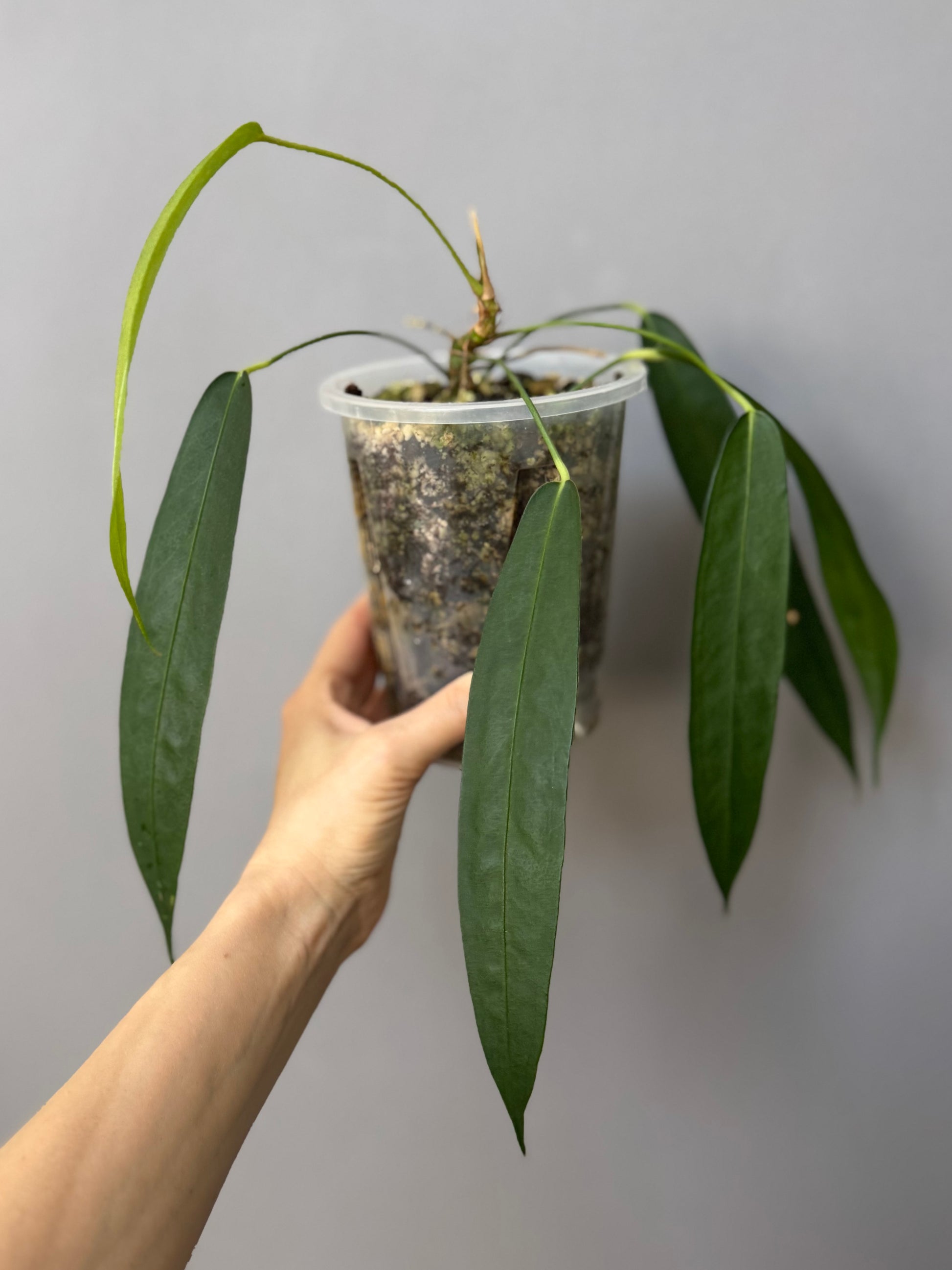 Anthurium wendlingeri