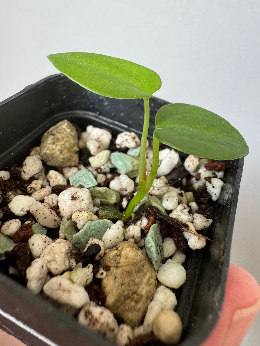 Anthurium ((RLxFS x Carla) x RVDP) xself