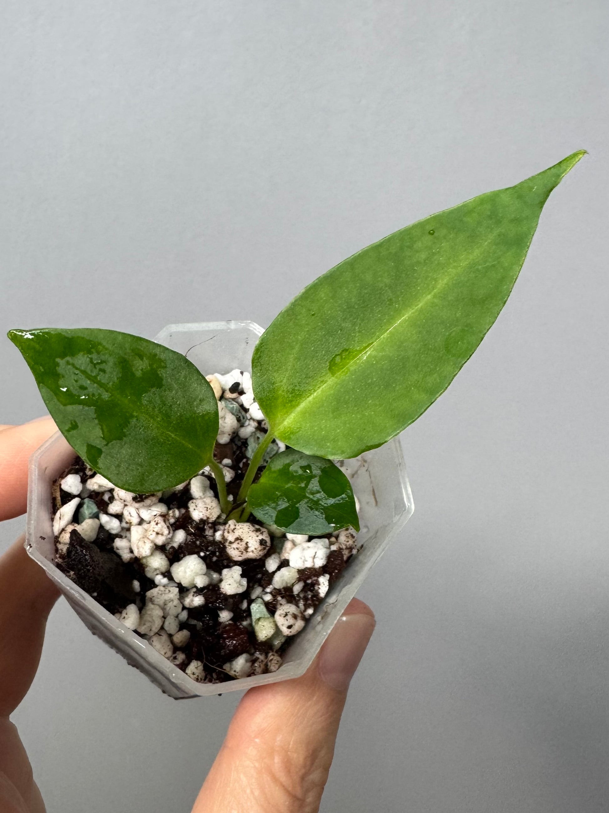 Anthurium (CrystallimumX x Indo portillae) x (D&H x RVC)
