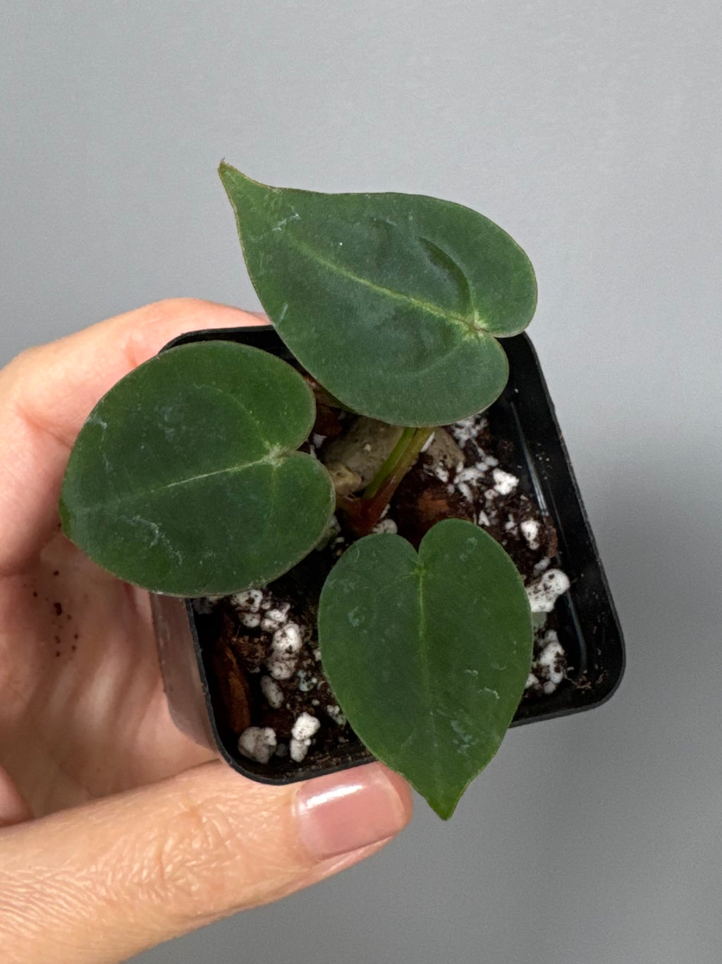 Anthurium ((magnificum x crystallinum) x NoID) X Michelle