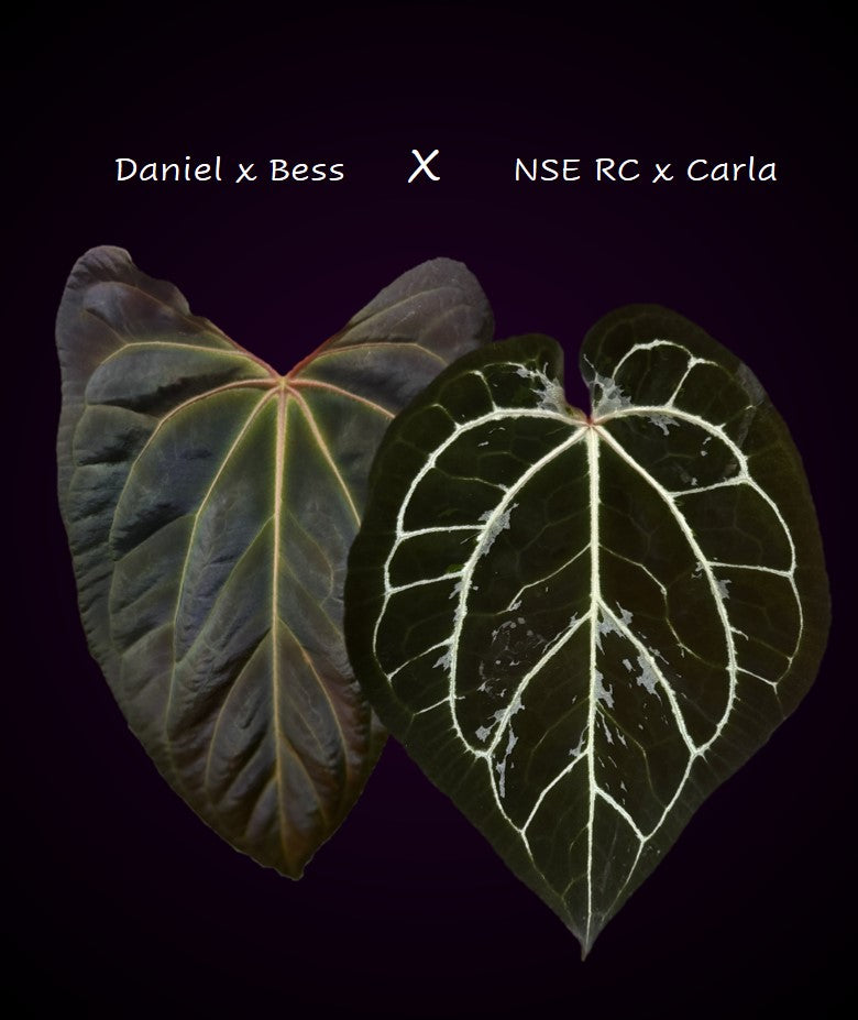 Anthurium (Papillilaminum Daniel x Besseae aff.) x  (NSE Red Crystallinum x Carlablackiae)