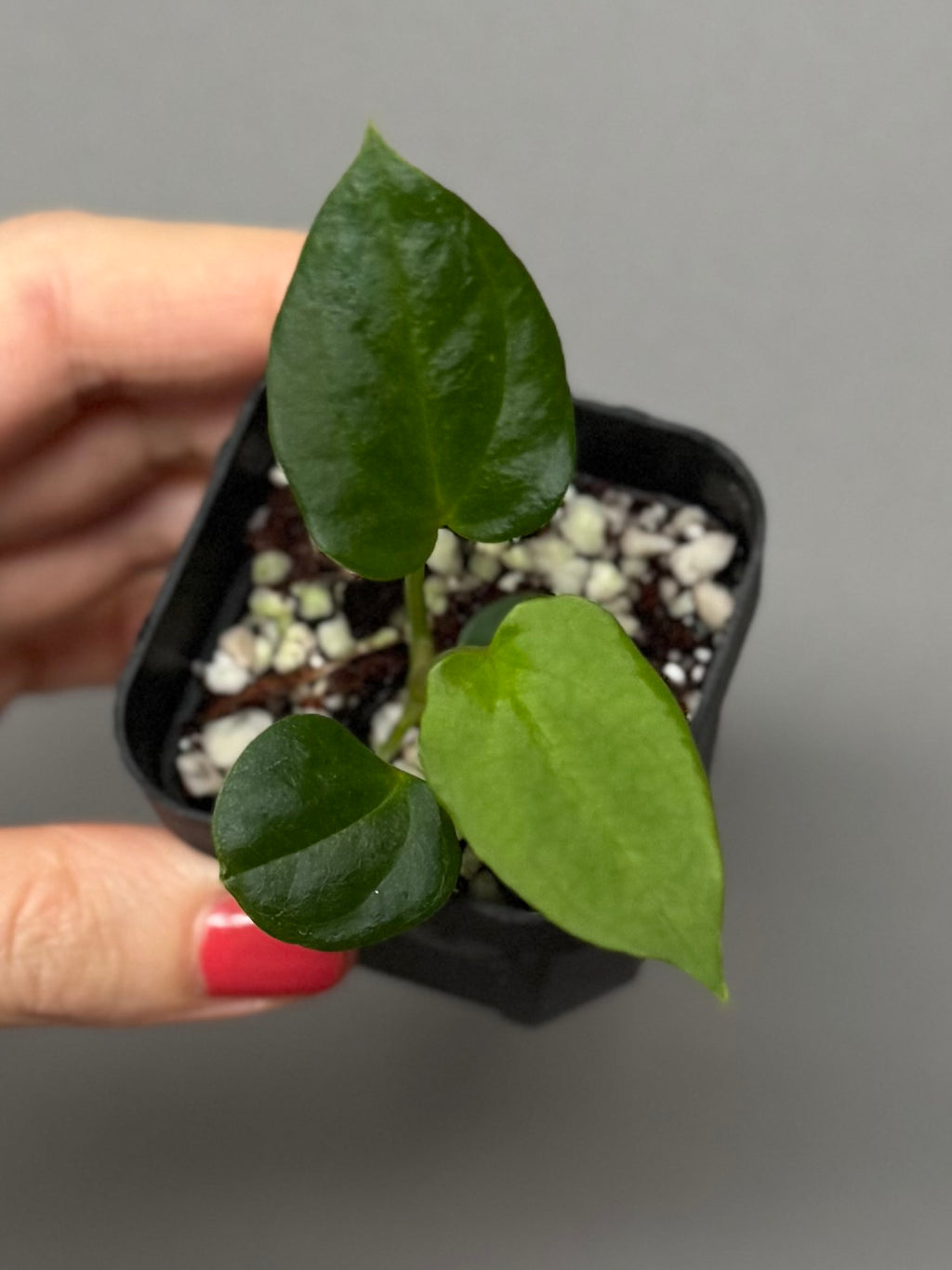 Anthurium (NoID x Papi Indo #2) x  (NoID x Papi Indo #1)