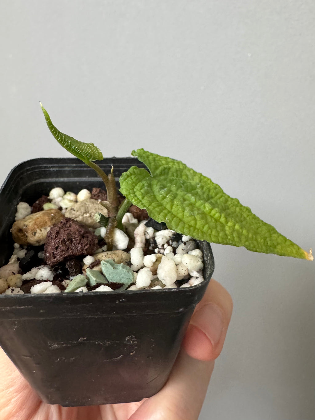 Anthurium clidemioides
