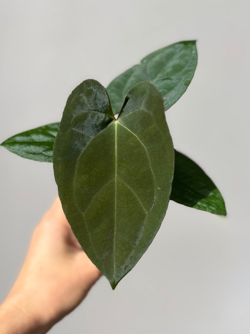 Anthurium (AOS x Carla) x RVDP