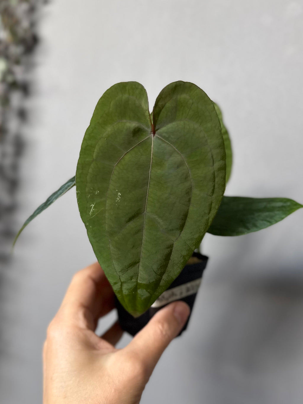 Anthurium (AOS x forgetii) x RVDP