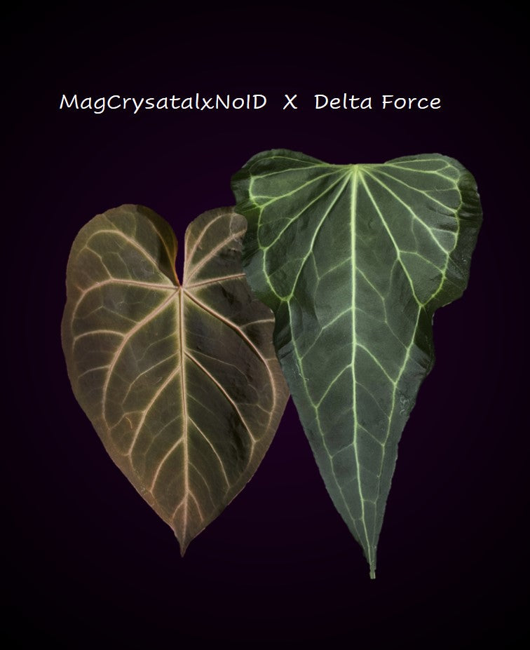 Anthurium (MagCrystalxNoID) x Delta Force