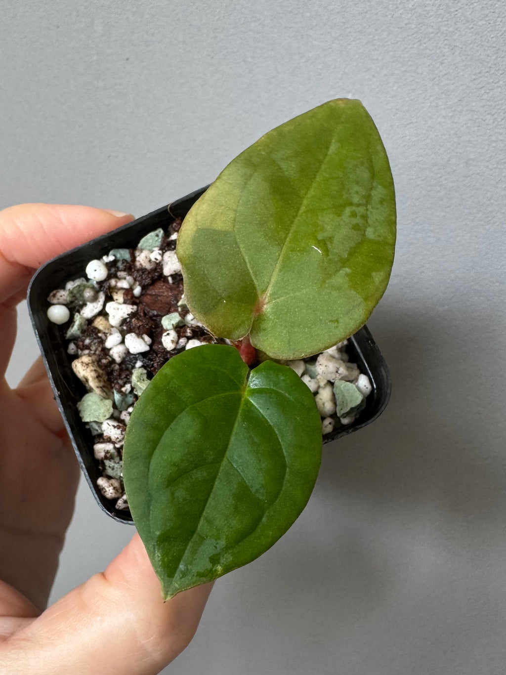 Anthurium (Crystallinum chocolate x BVEP) x BVEP OG1
