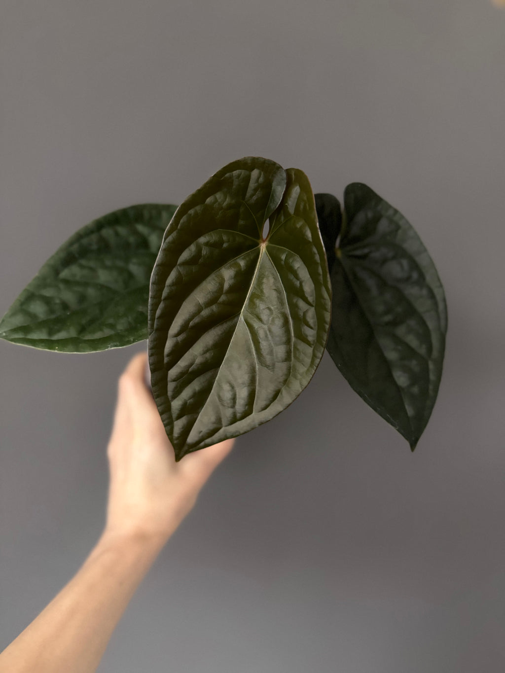Anthurium Luxurians Hybrid (luxurians x warocqueanum(?))