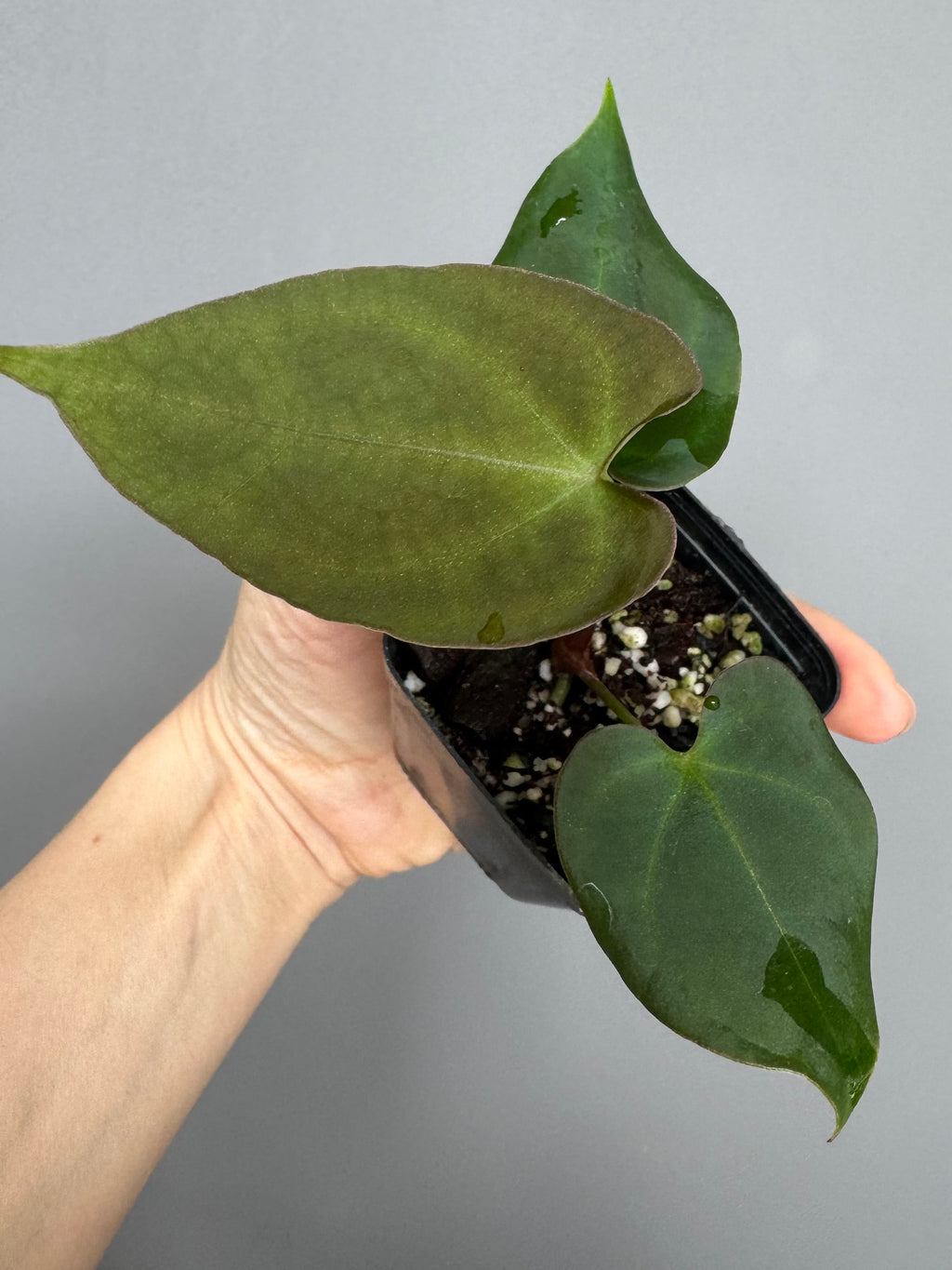 Anthurium forgetii x (besseae black x BVEP)